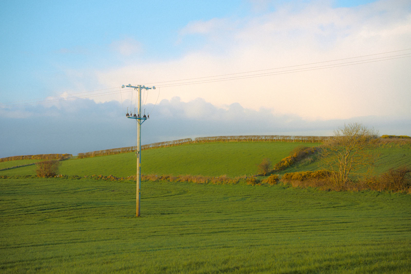 A lone telephone pole in a green field