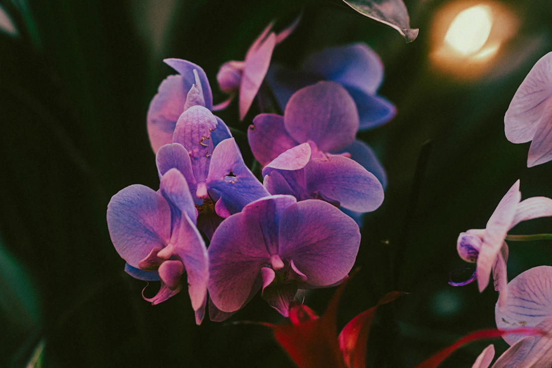 Phalaenopsis in zacht licht