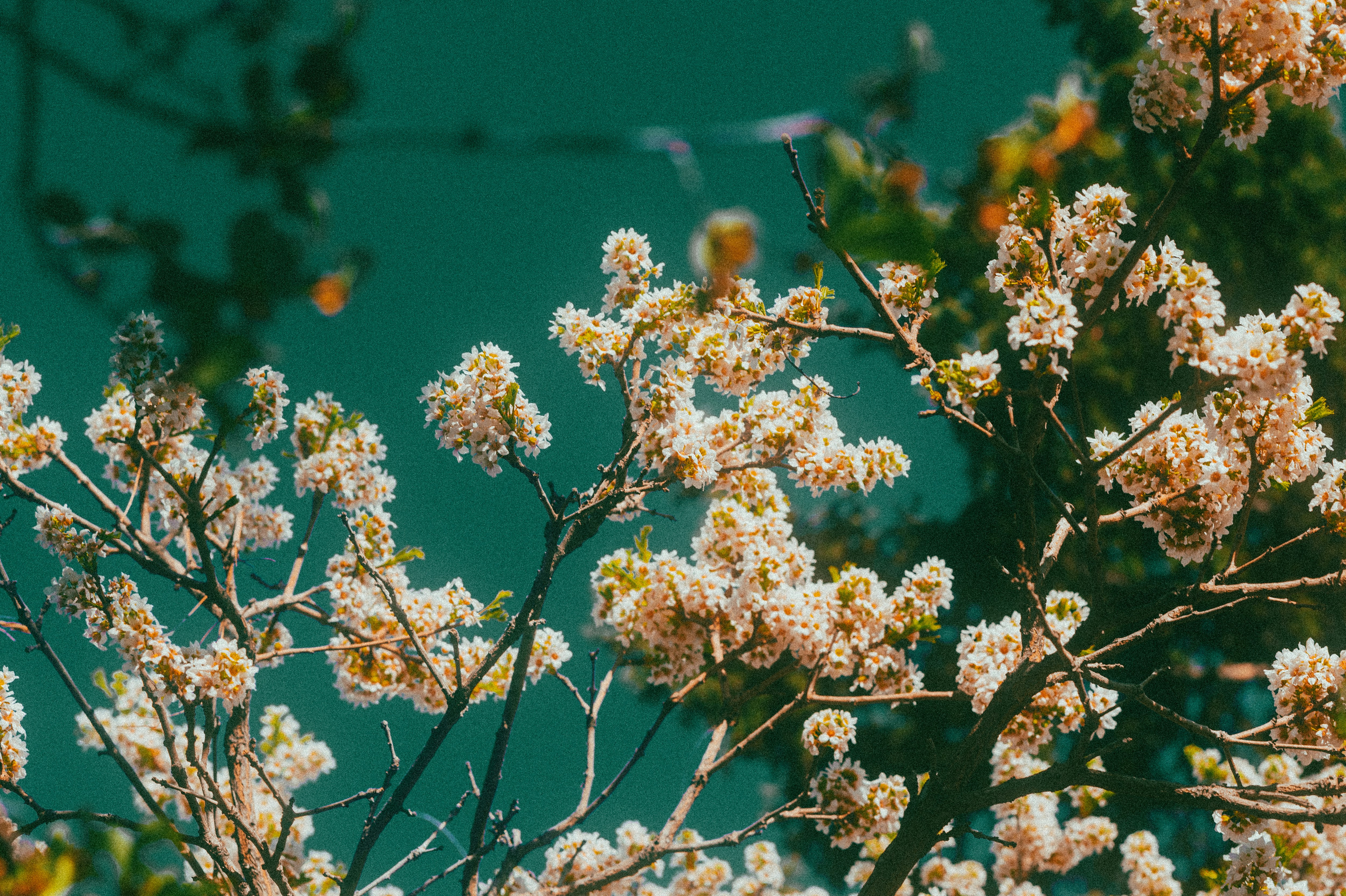 Photo by tayannphoto