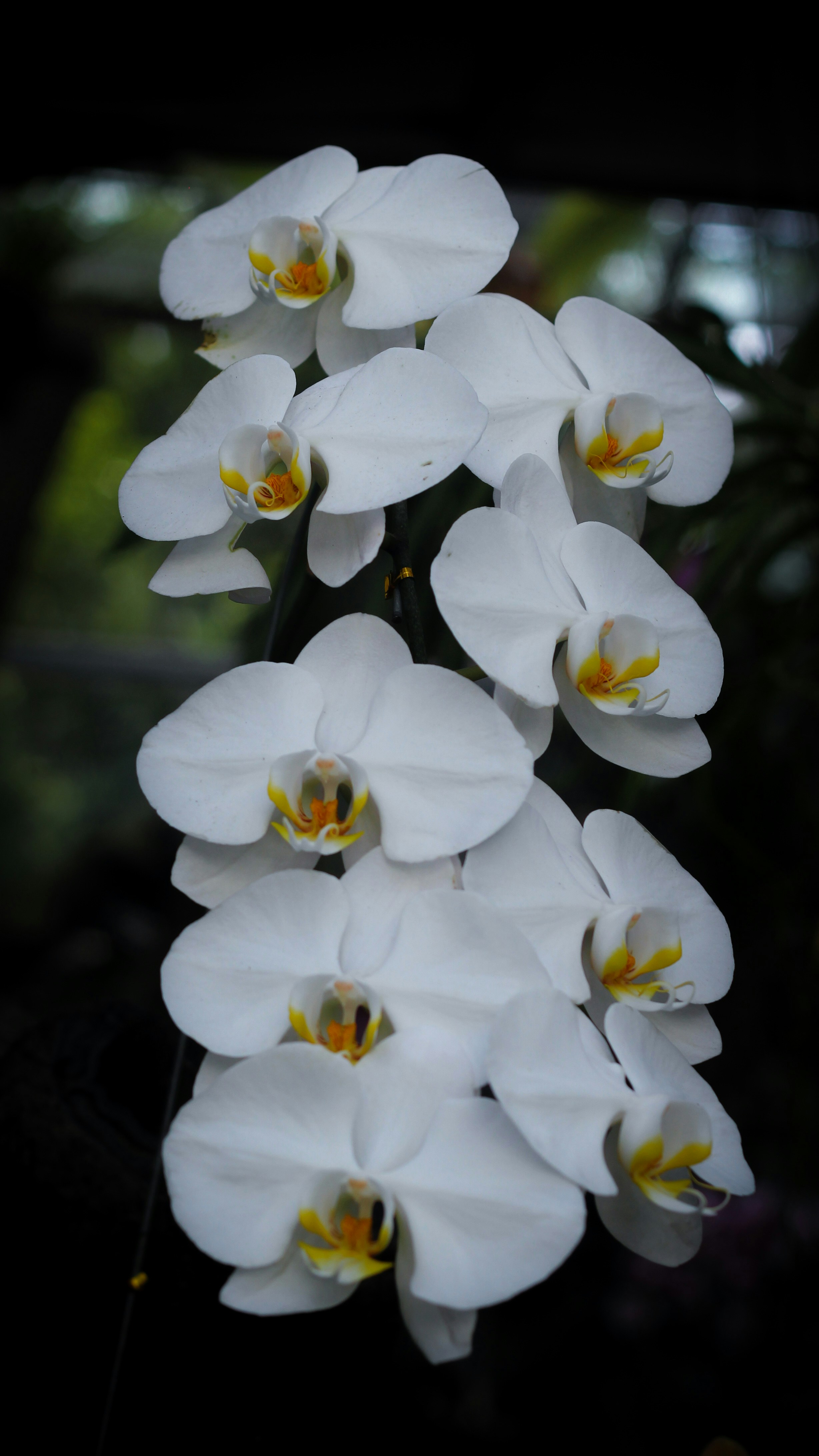 Photo by zahraaprilita