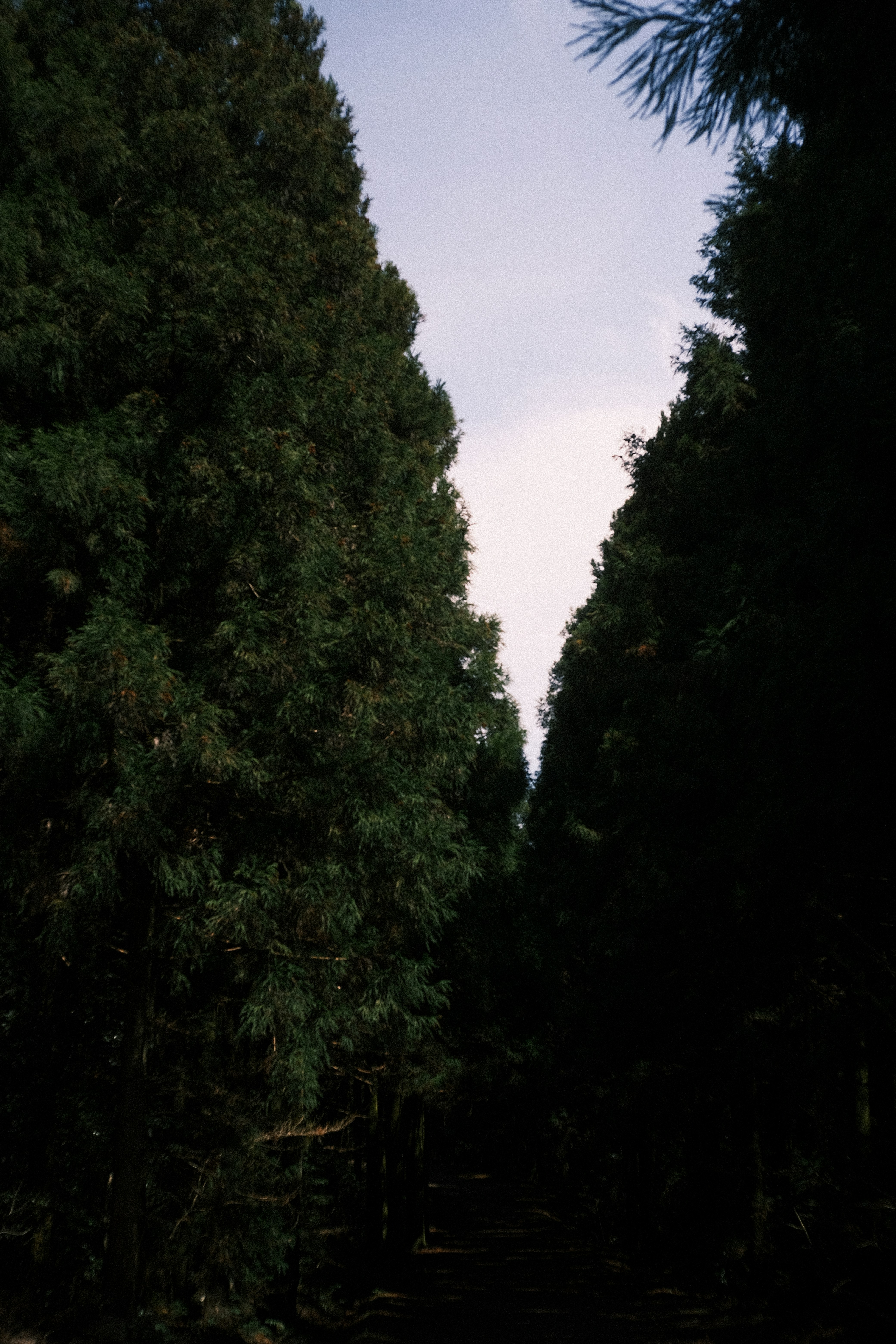 De grands arbres à feuilles persistantes bordent un chemin sous un ciel pâle.