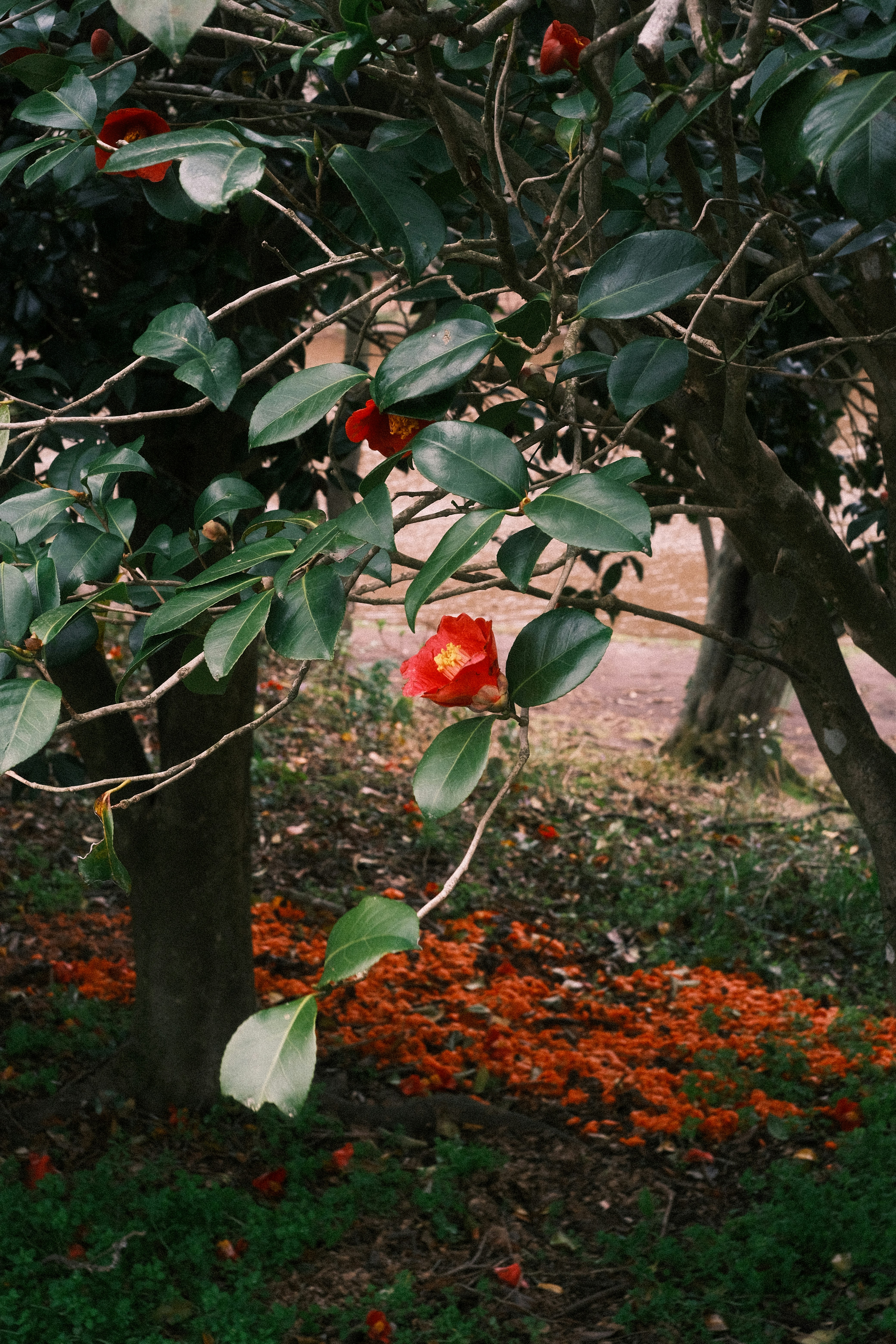 Une seule fleur de camélia rouge fleurit sur une branche.