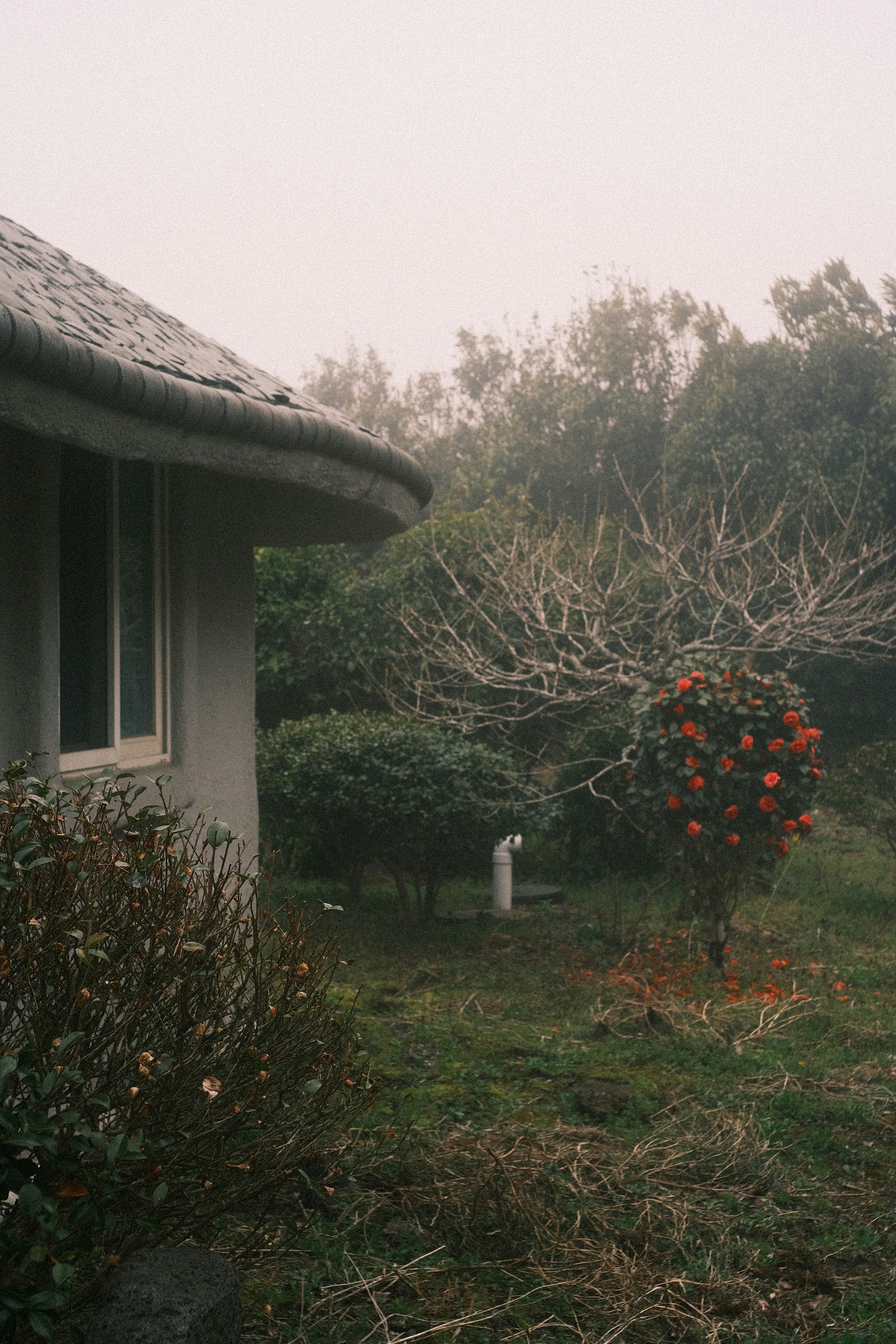 Une journée brumeuse dans un jardin avec une maison.