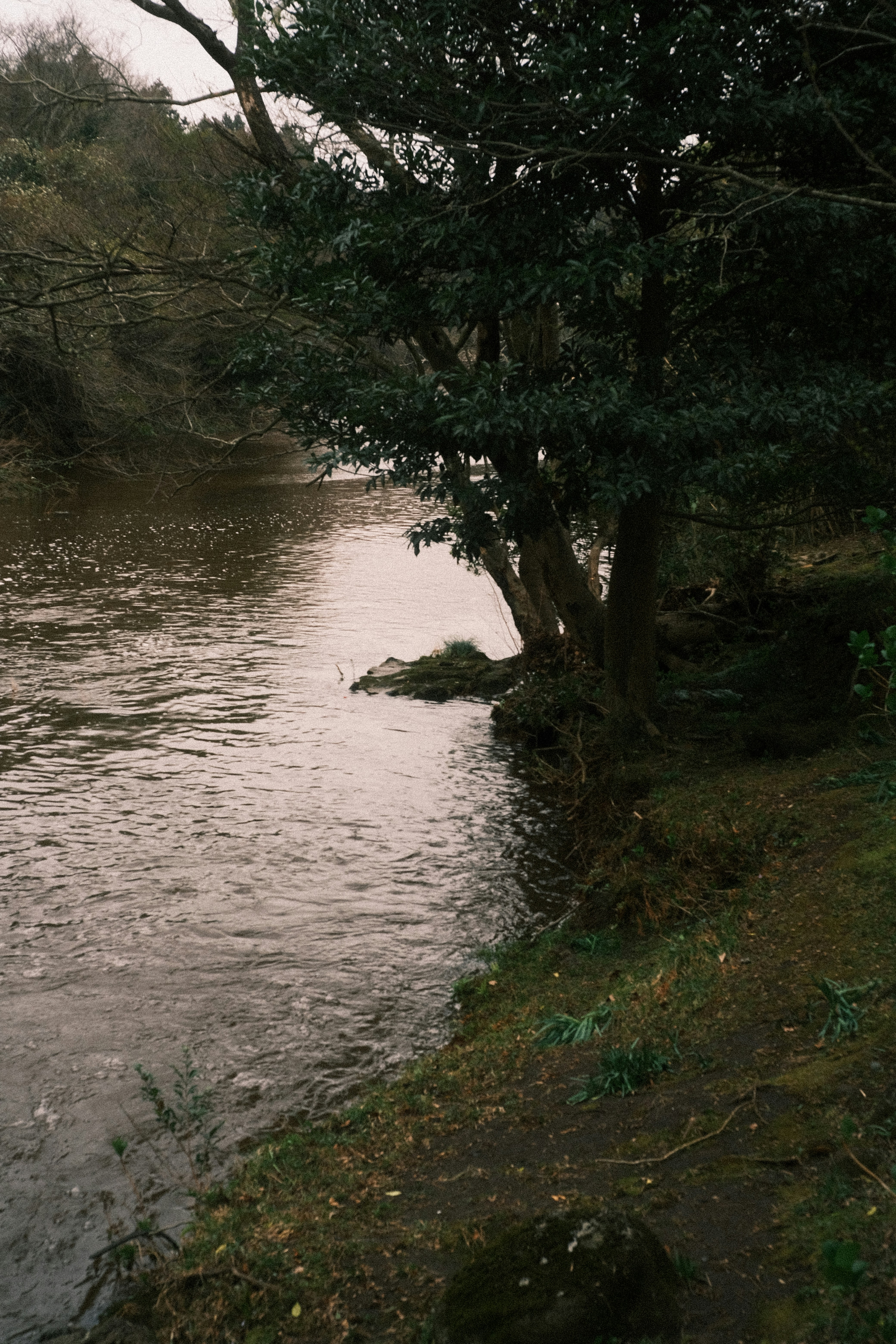 Une rivière coule entre les arbres sur une berge boisée.