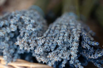 Close up of dried lavender bunches in a basket.