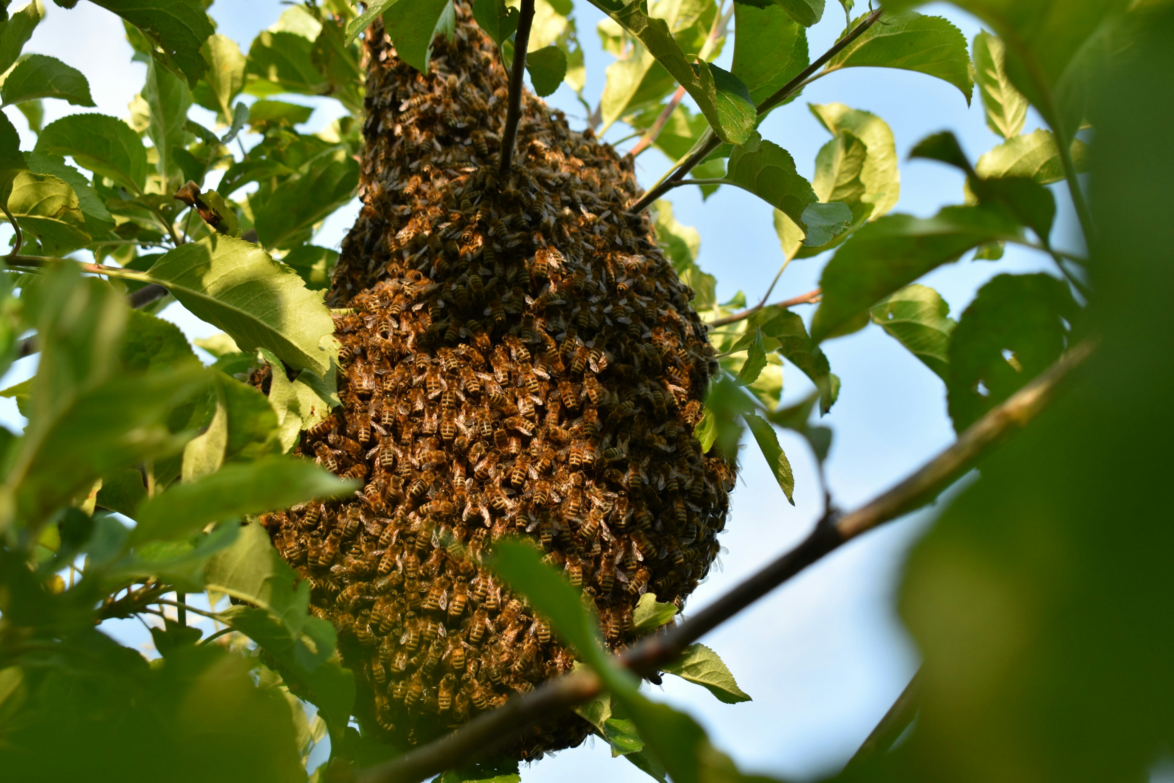 Un gran enjambre de abejas colgando de una rama de árbol.
