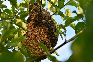A large swarm of bees hanging from a tree branch.