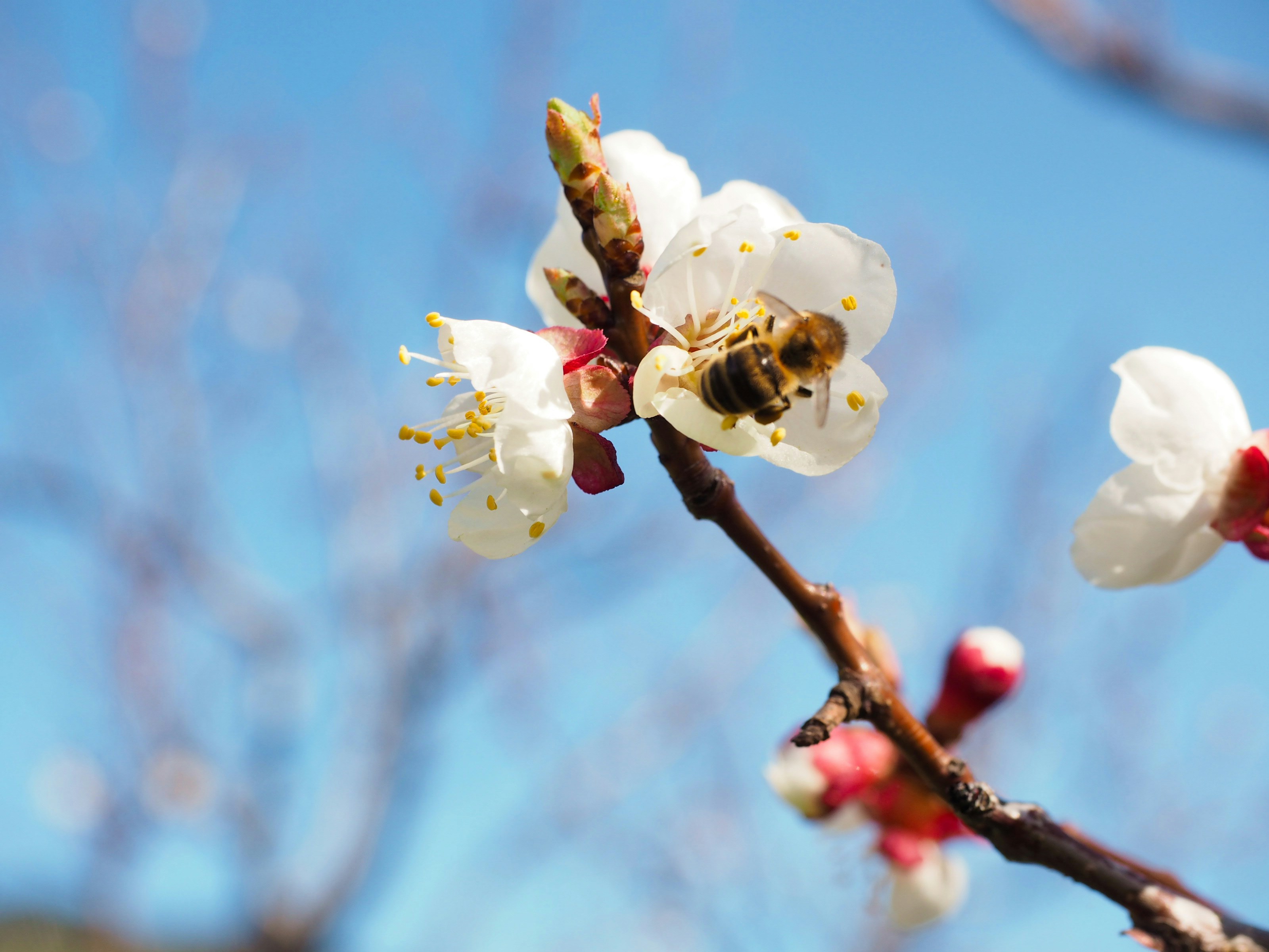 Photo by kalebsimanton