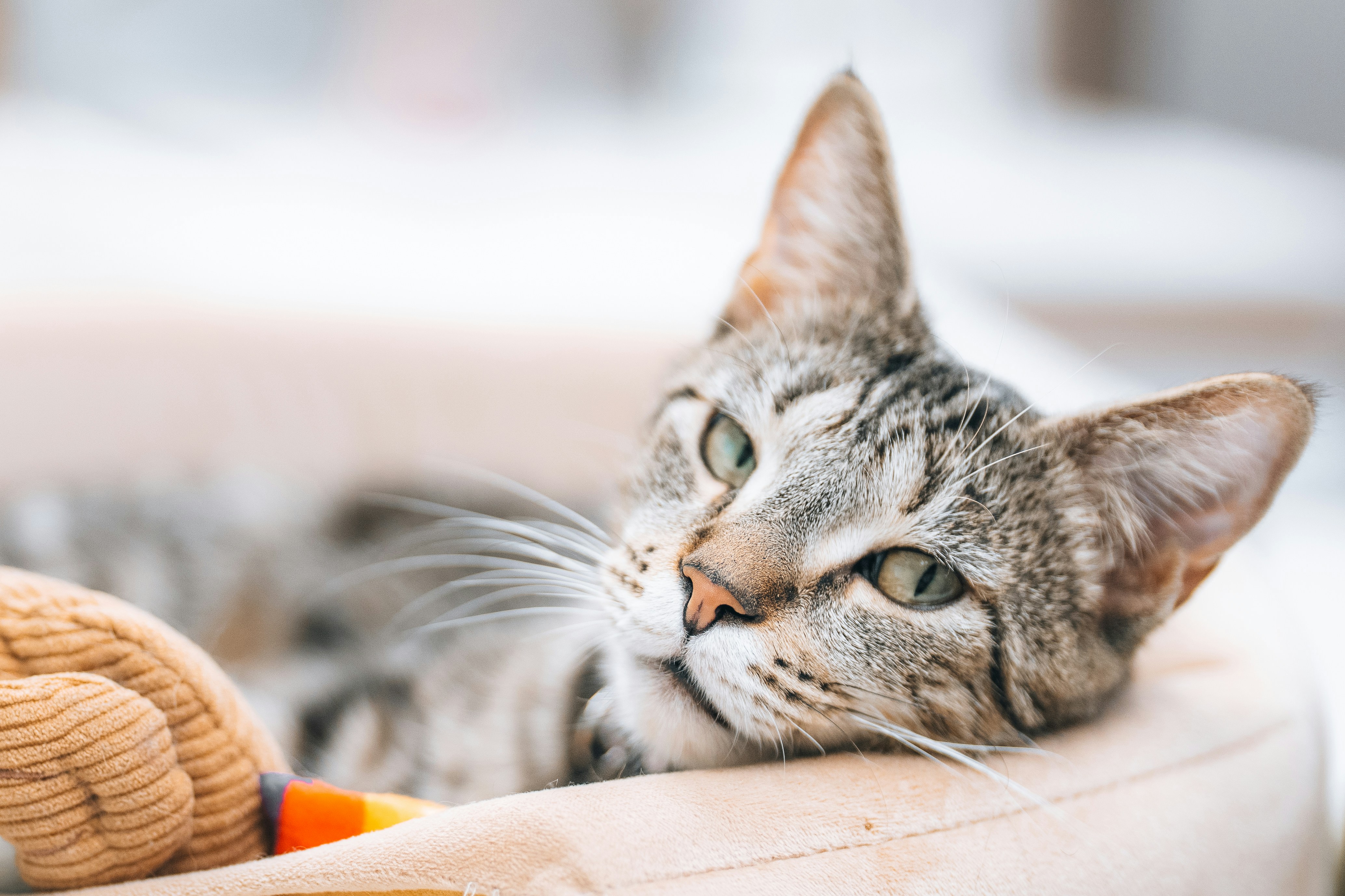 Un chat tigré repose dans un lit moelleux.