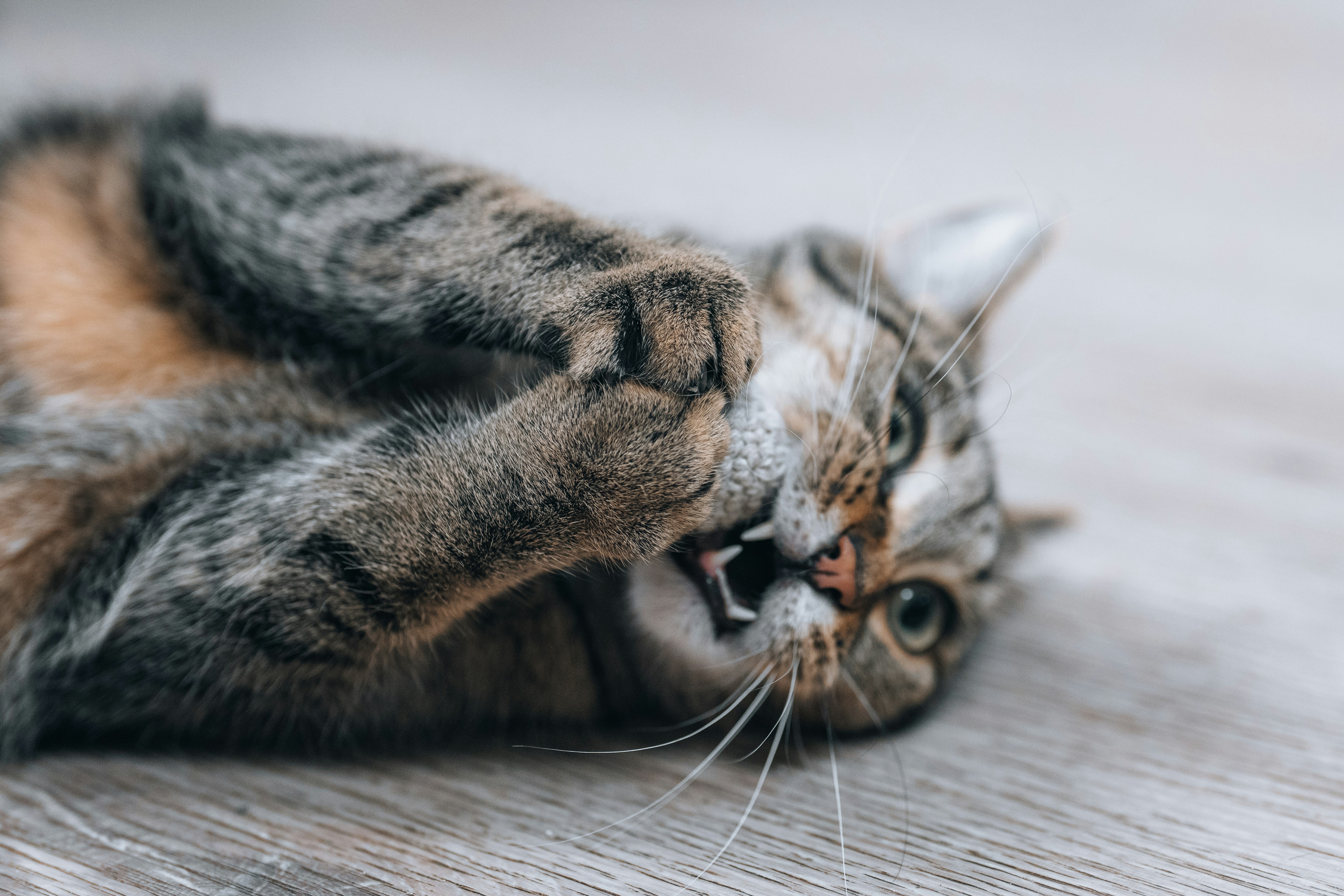 Un chat tigré mord gentiment sa patte sur le sol.