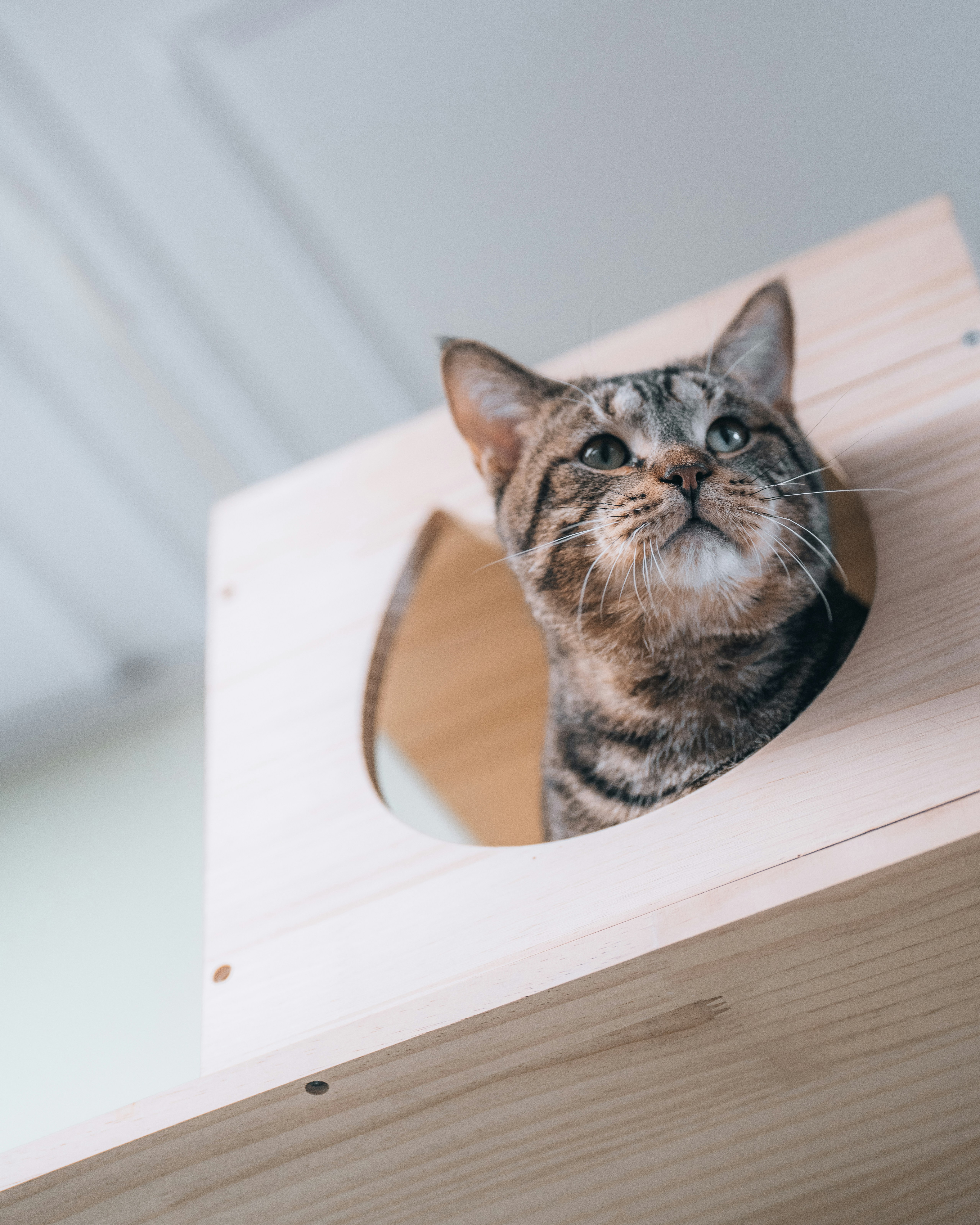 Un chat tigré sort d’une maison en bois.