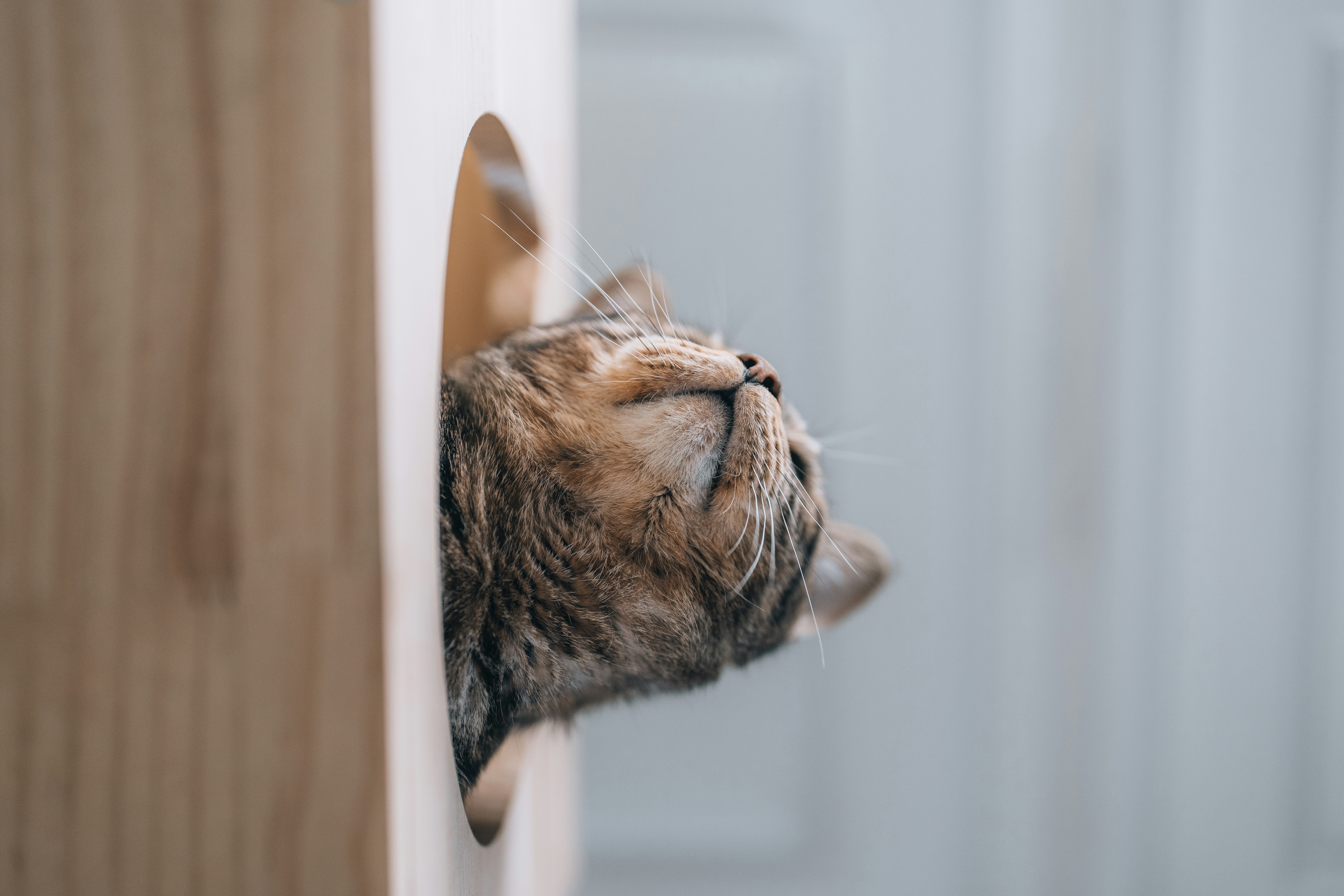 Un chat tigré sort d’un trou en bois.