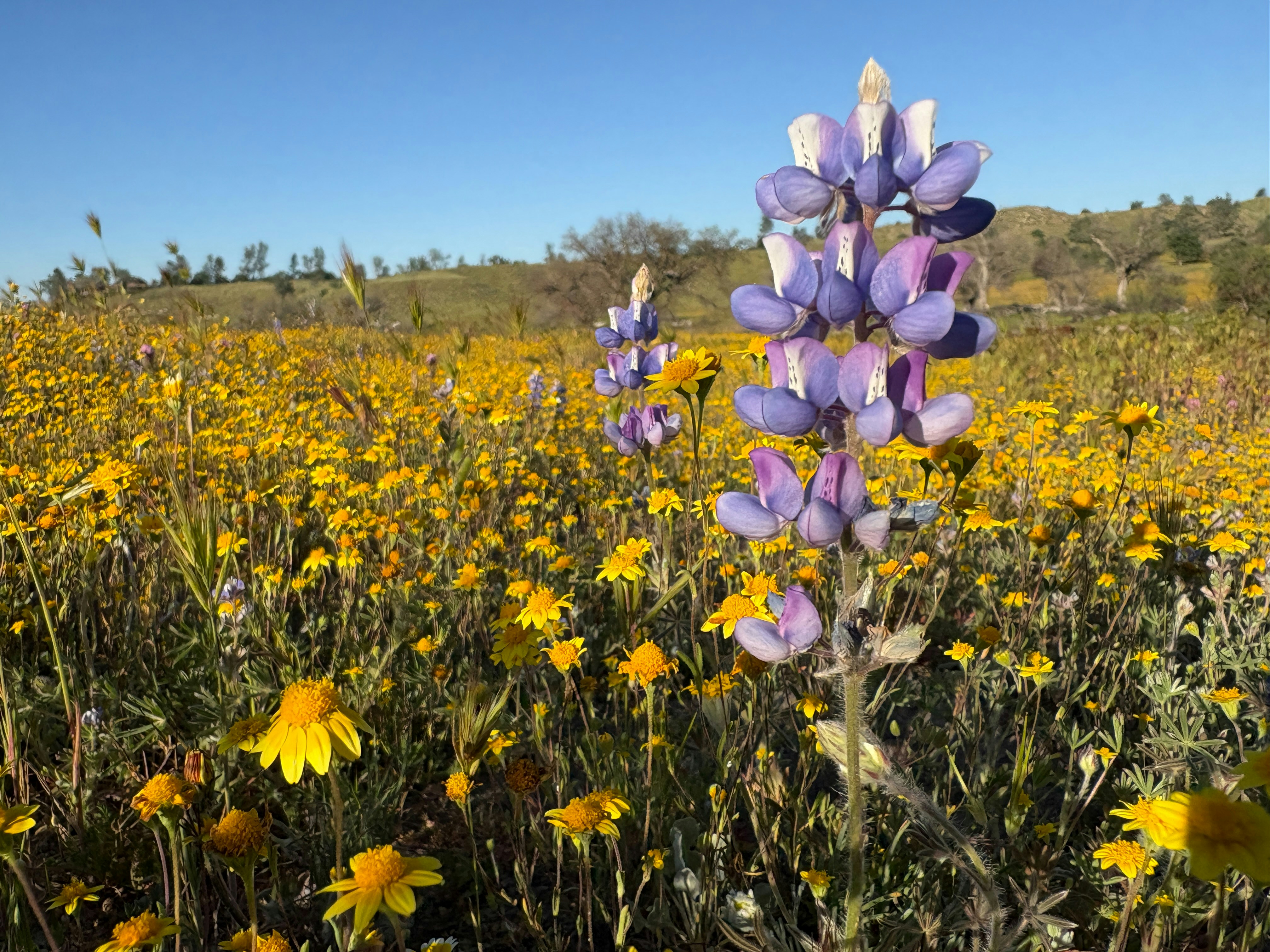 Wildflower Park