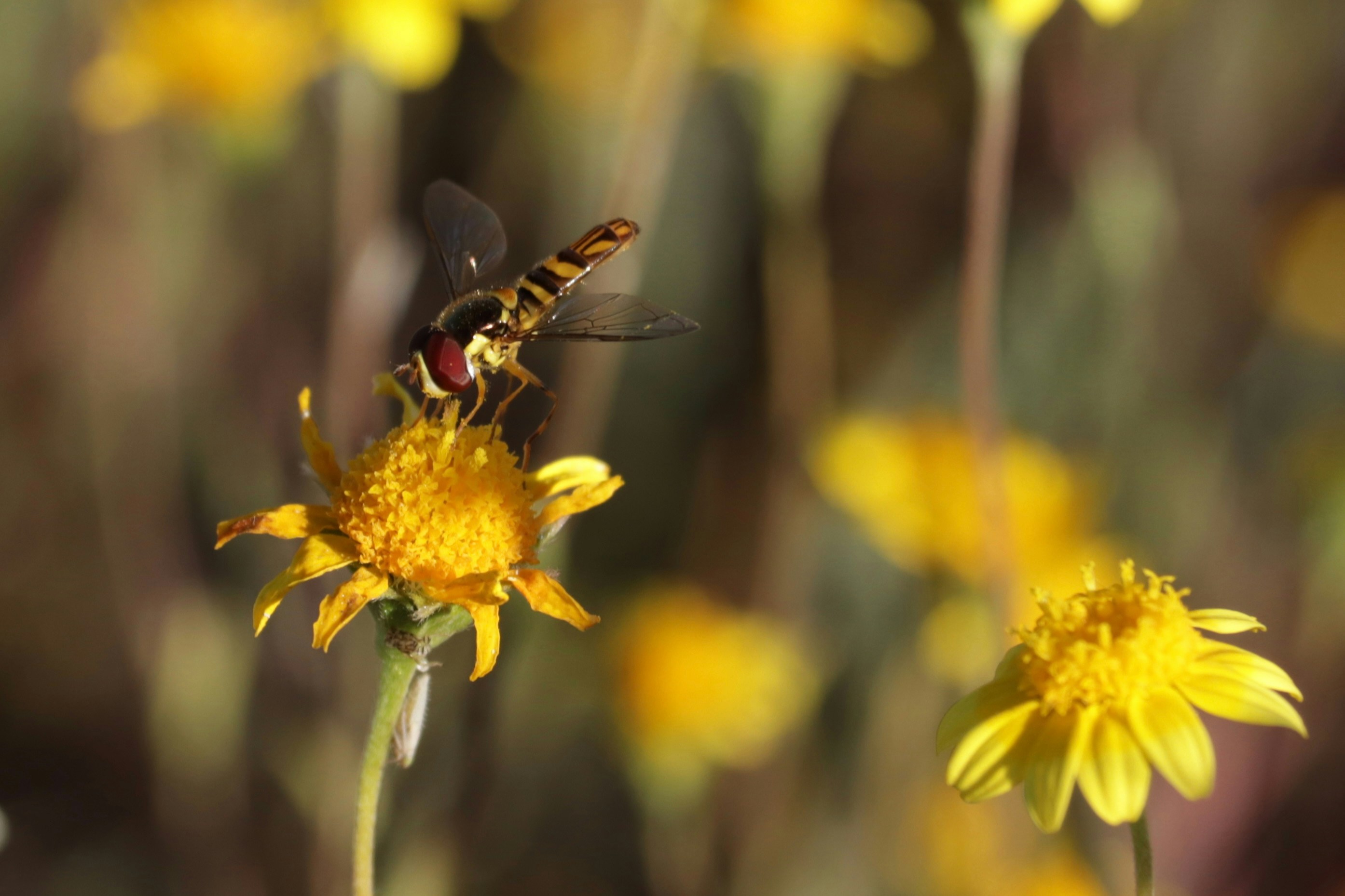 A hoverfly lands on a yellow wildflower.