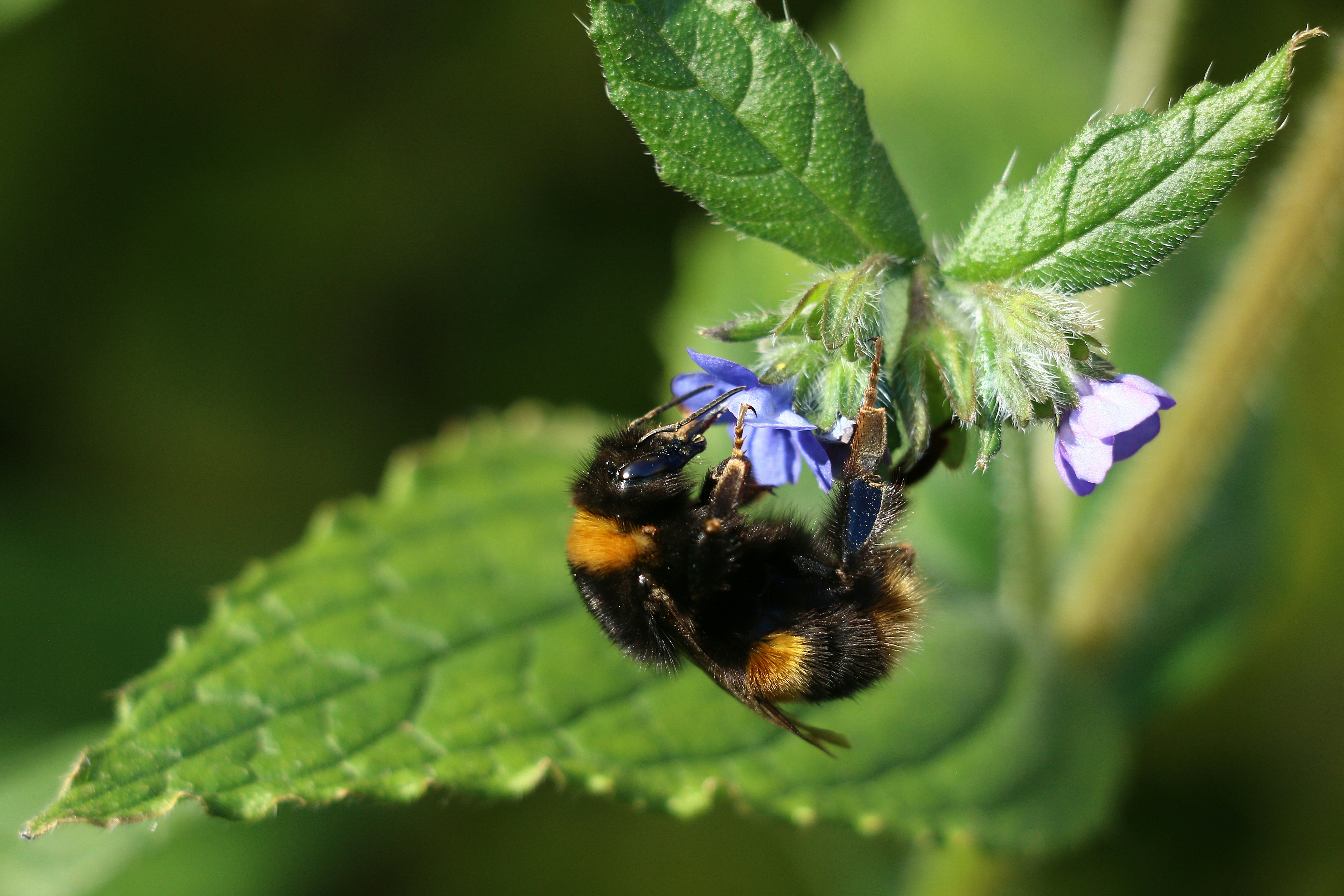 호박벌이 작은 보라색 꽃에서 꿀을 모으고 있습니다.