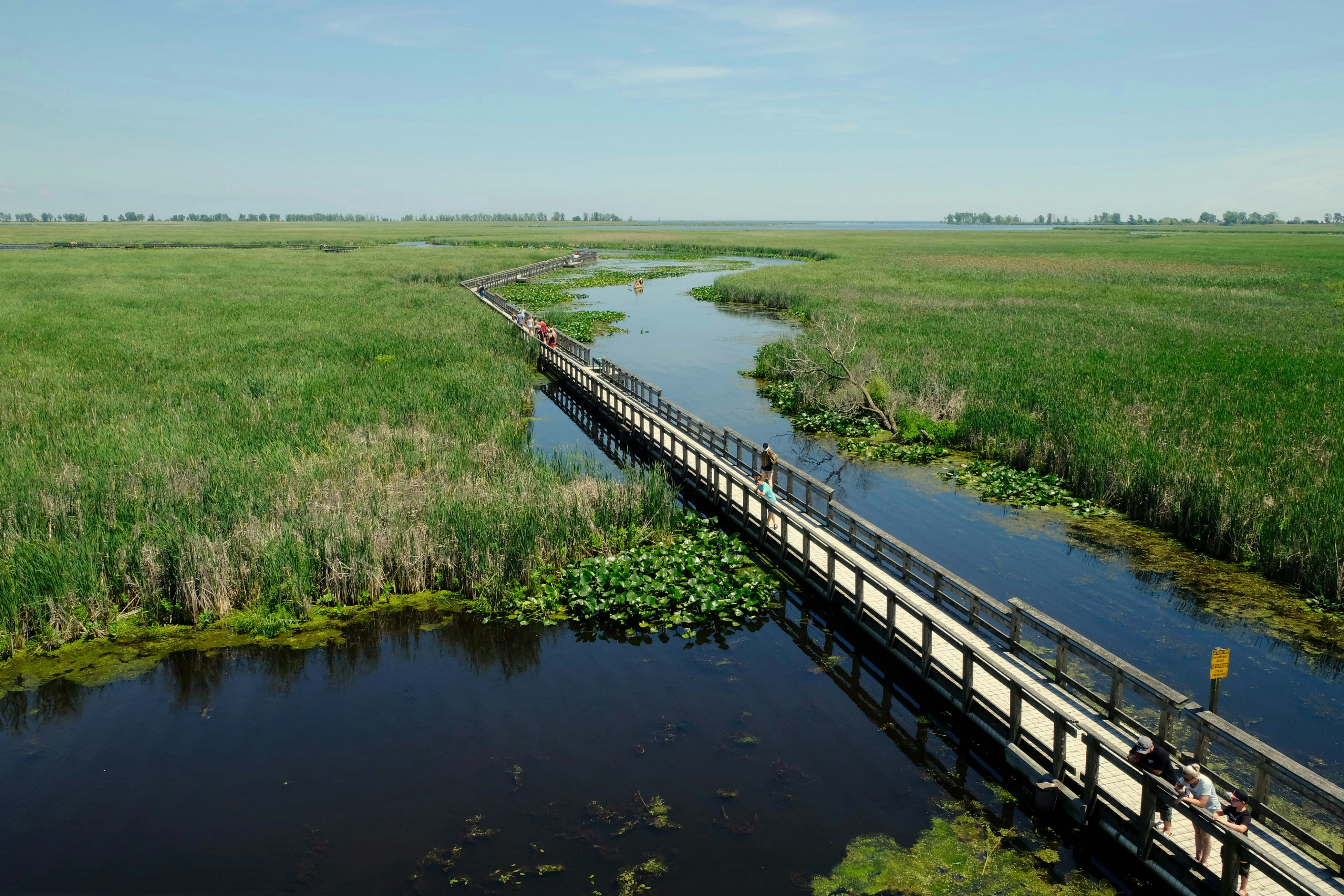 Wooden boardwalk over water through marshland