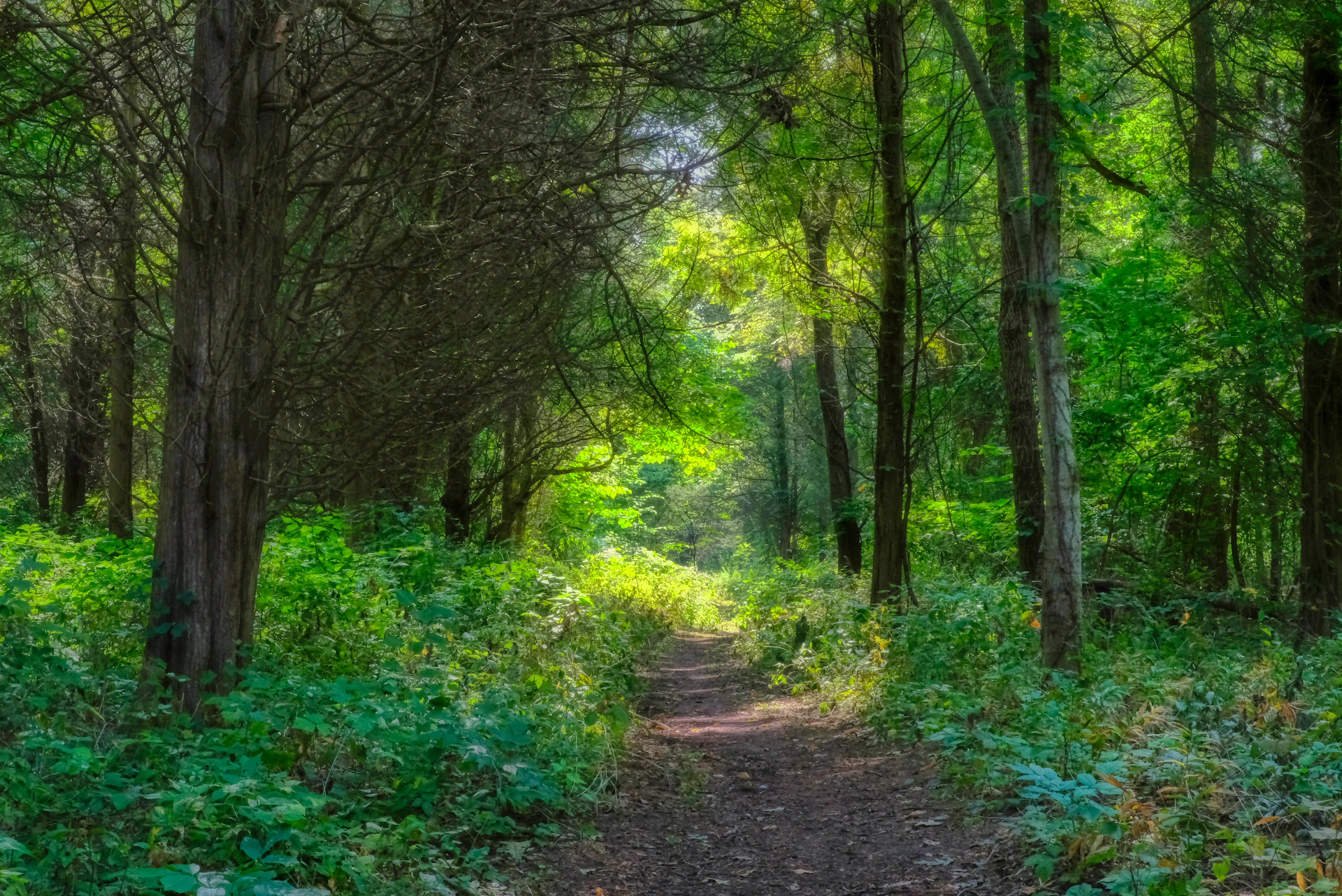 A sunlit path through a lush green forest
