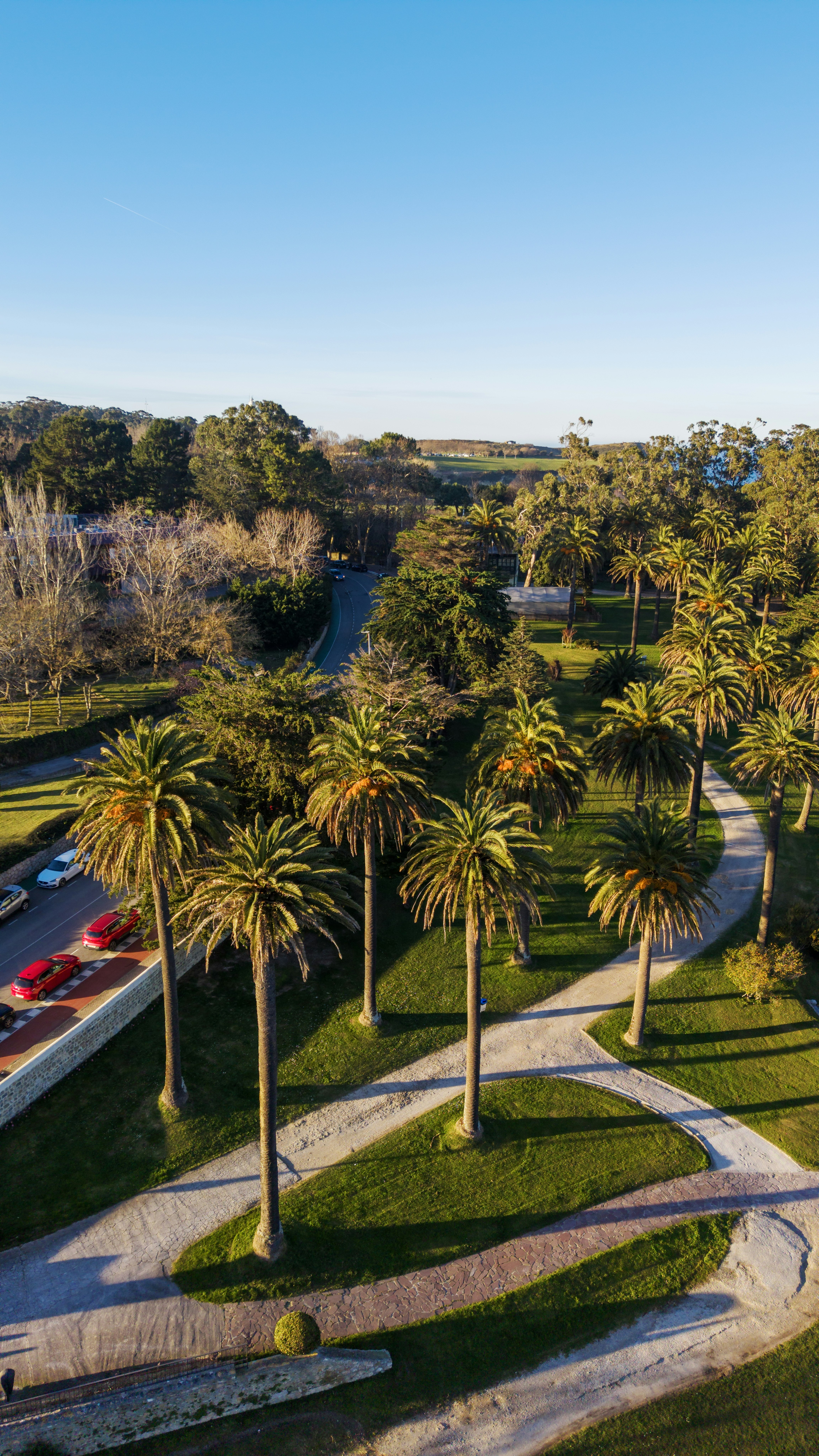 Palm trees line a winding path in a park