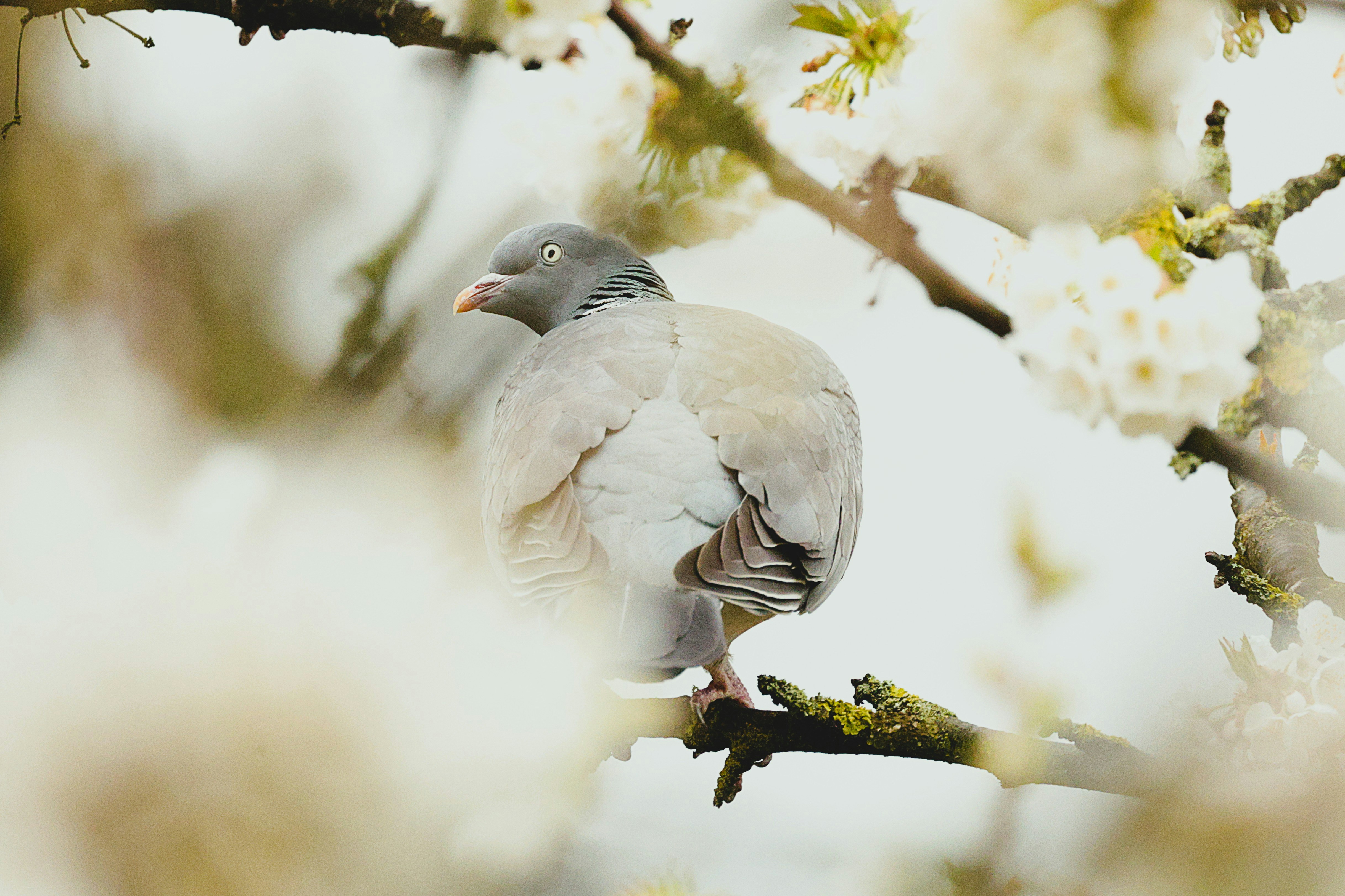 A pigeon perched on a blooming tree branch.