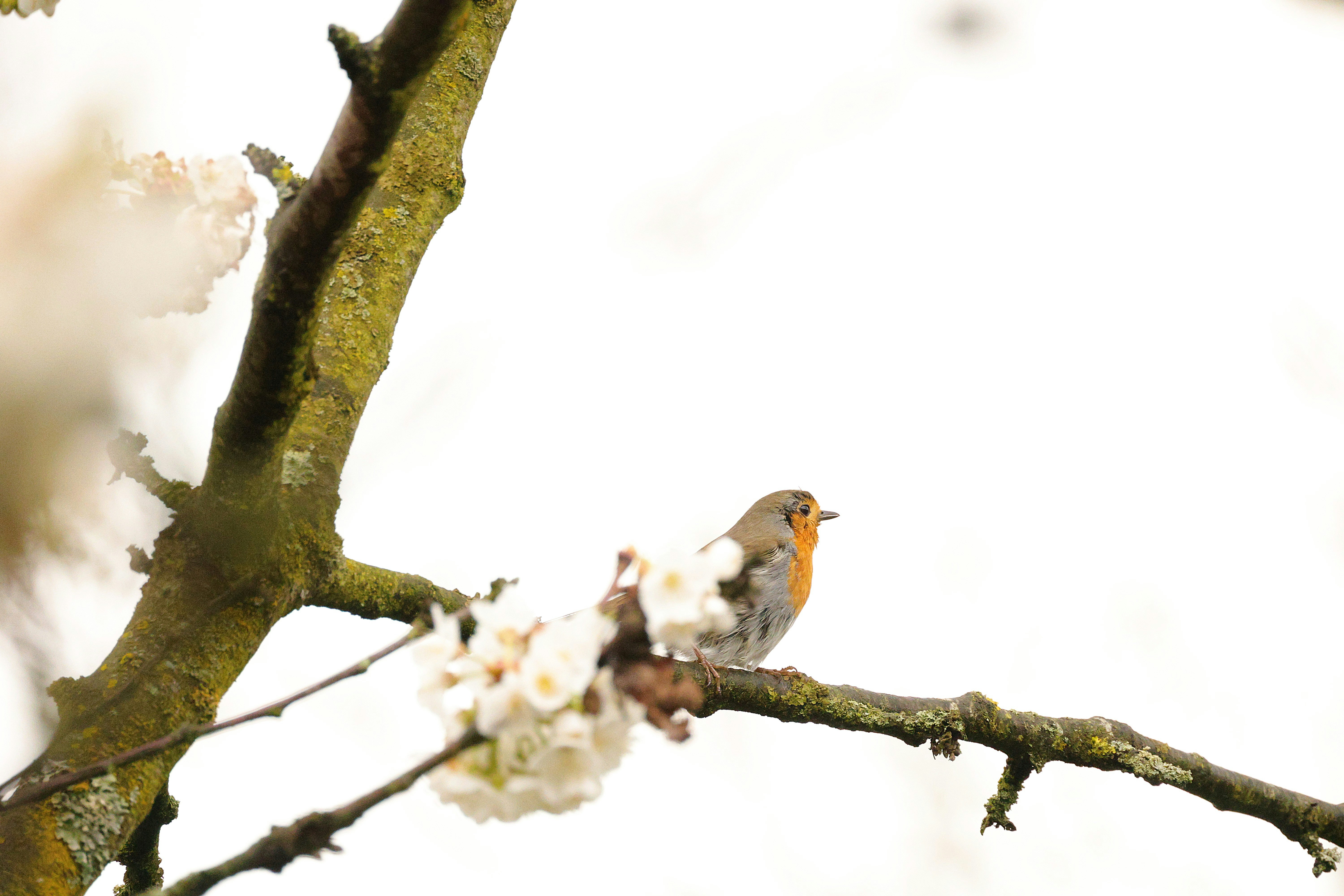 A robin perched on a snow-covered branch