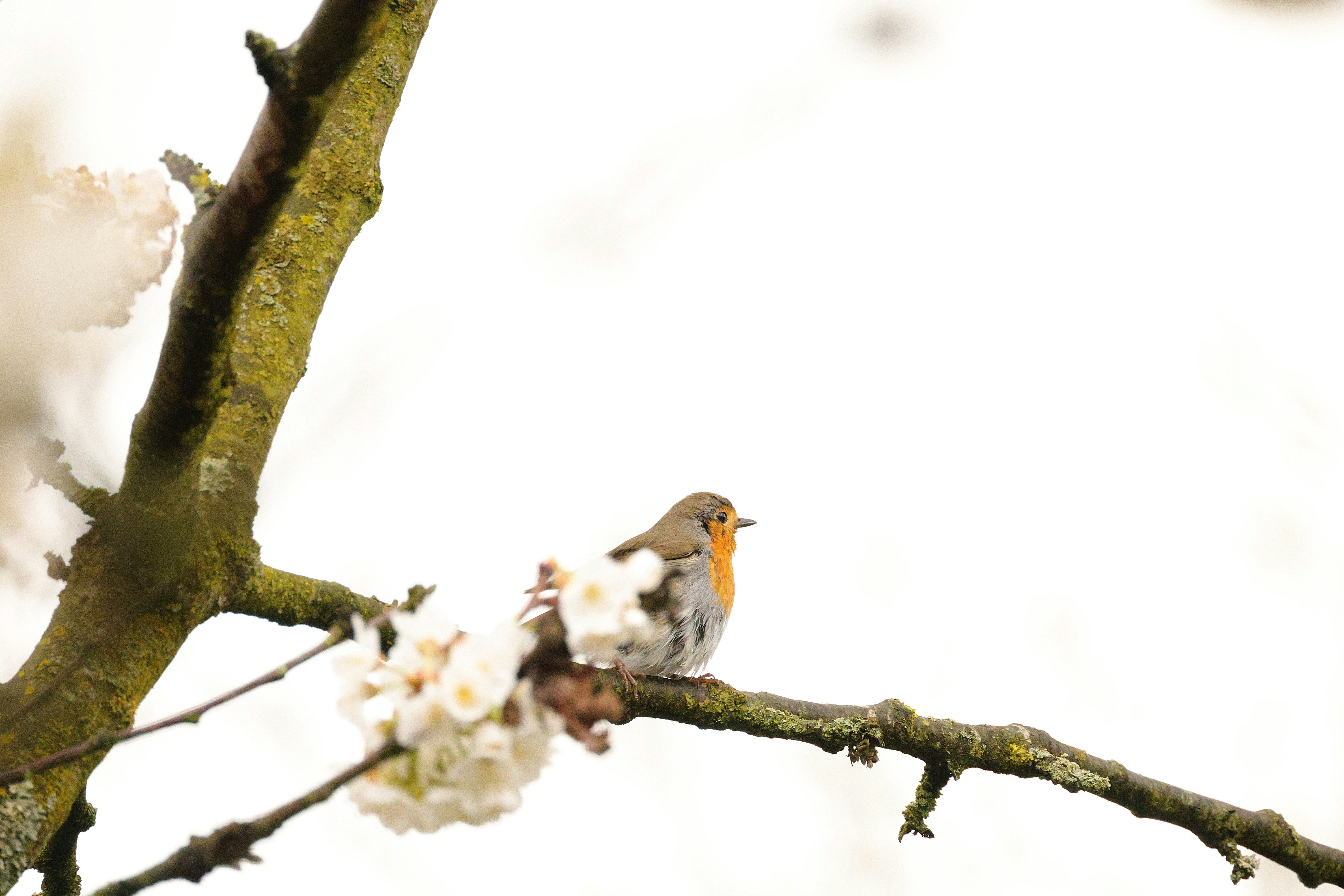 A robin perched on a blossoming tree branch.