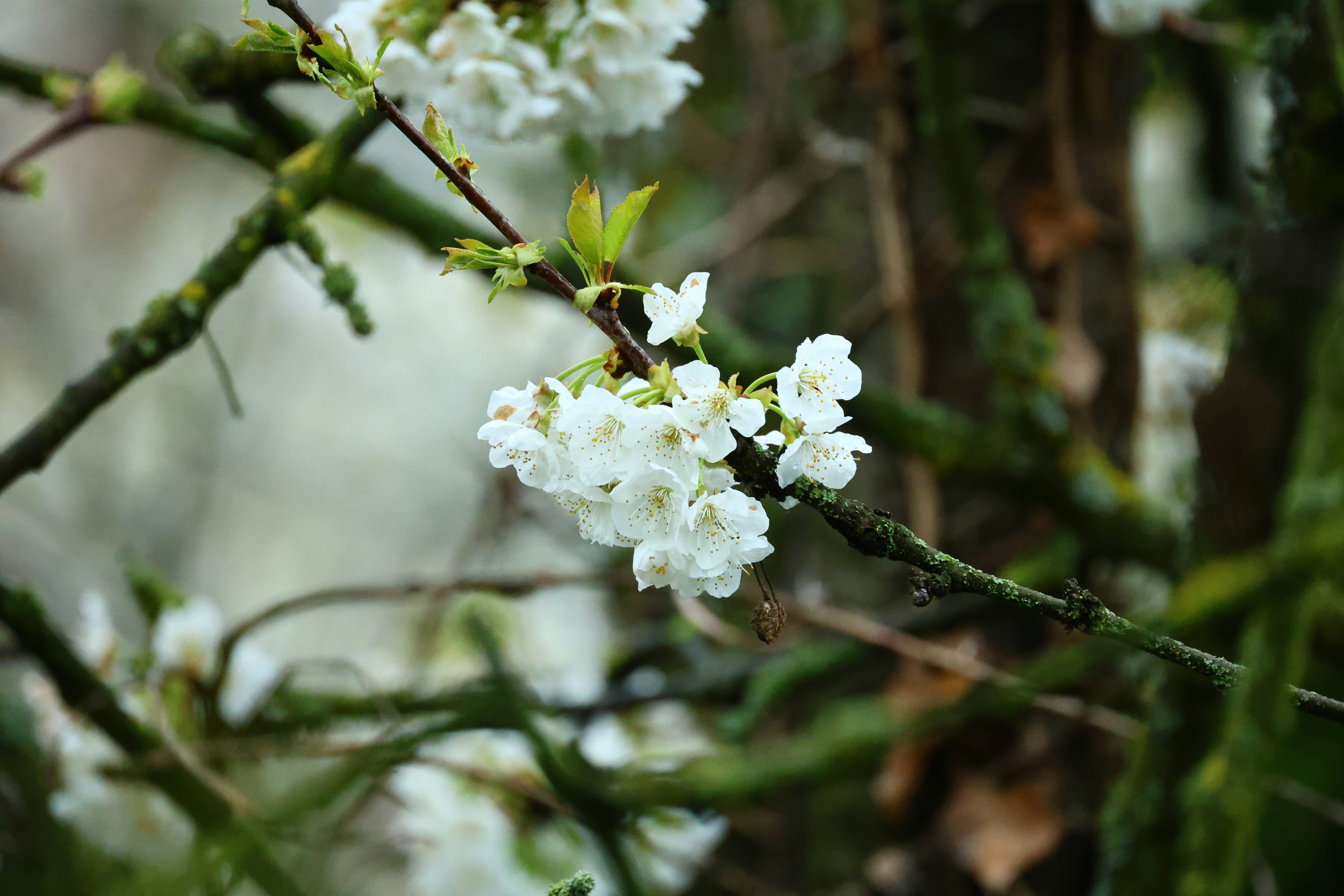 Delicate white cherry blossoms on mossy branches.