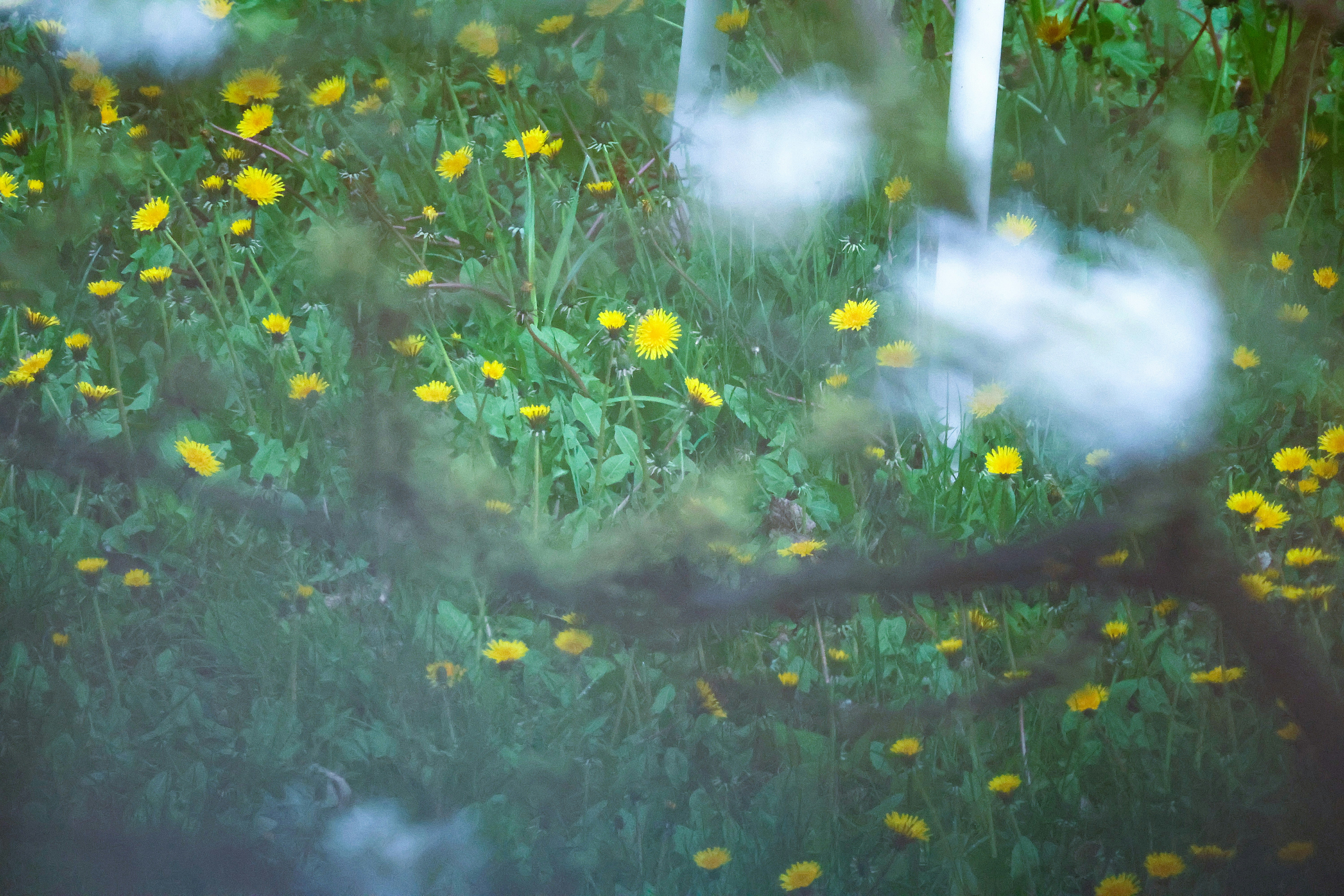 Field of yellow wildflowers and green grass