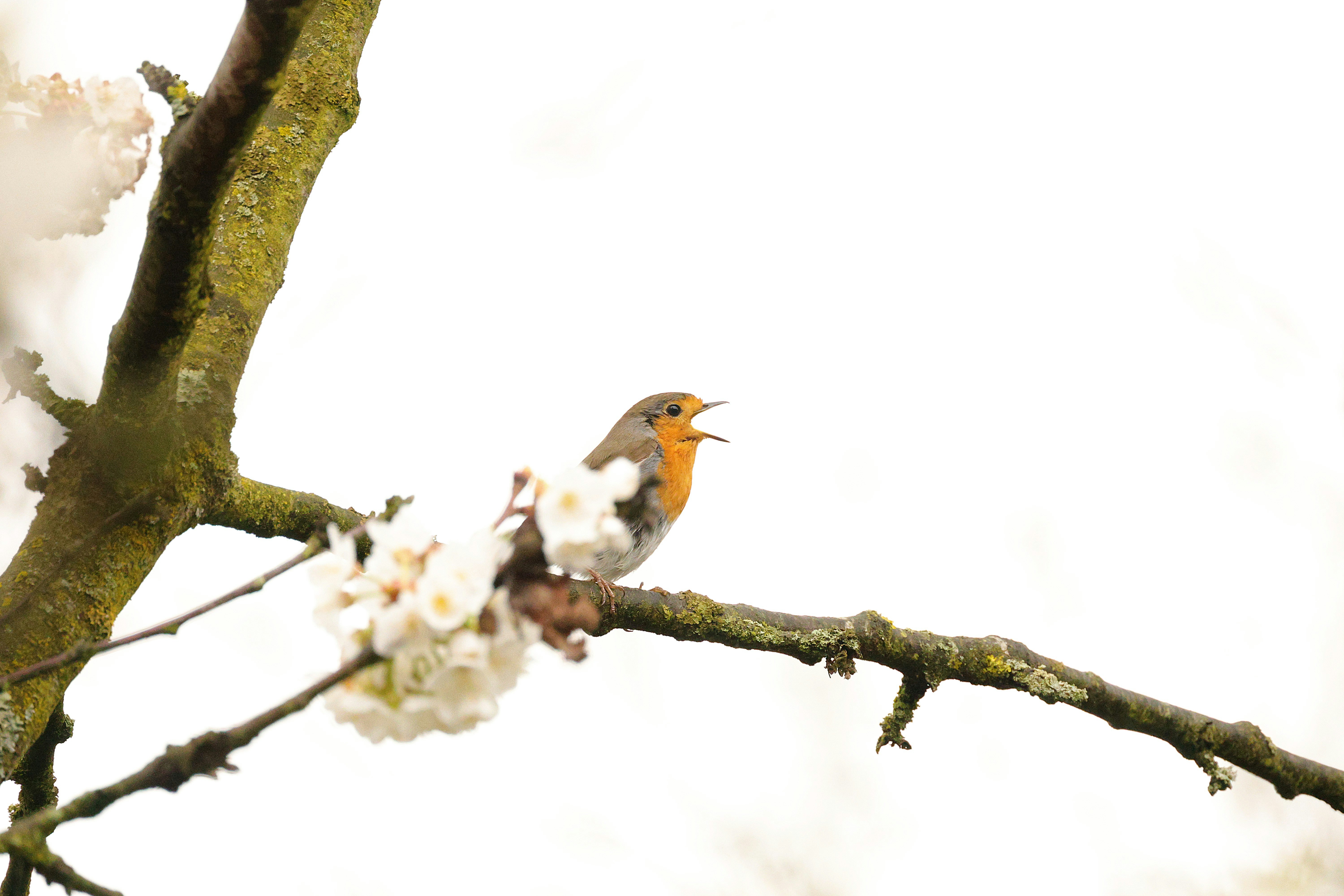 A robin sings on a flowering tree branch.
