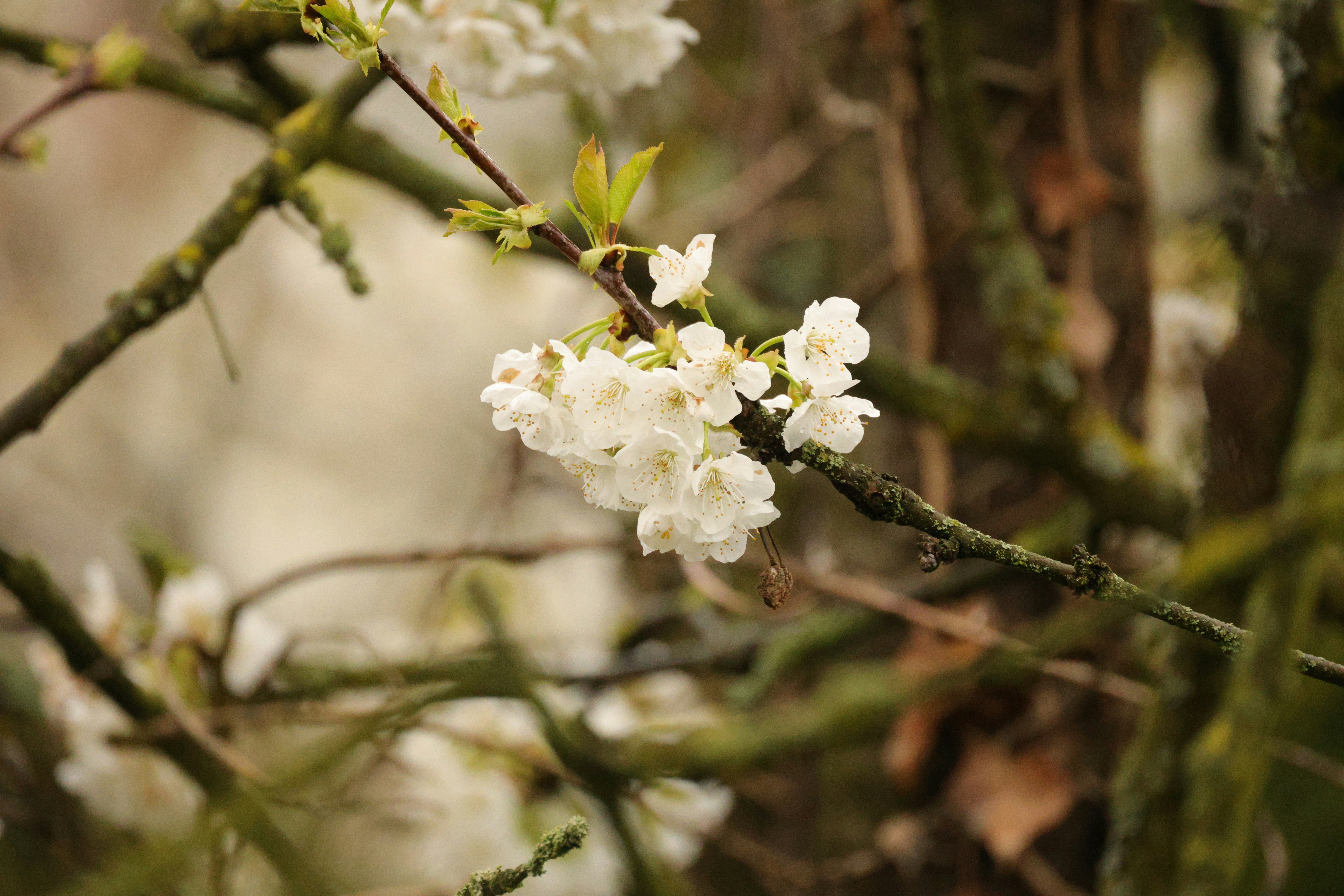 Delicate white cherry blossoms bloom on a mossy branch.
