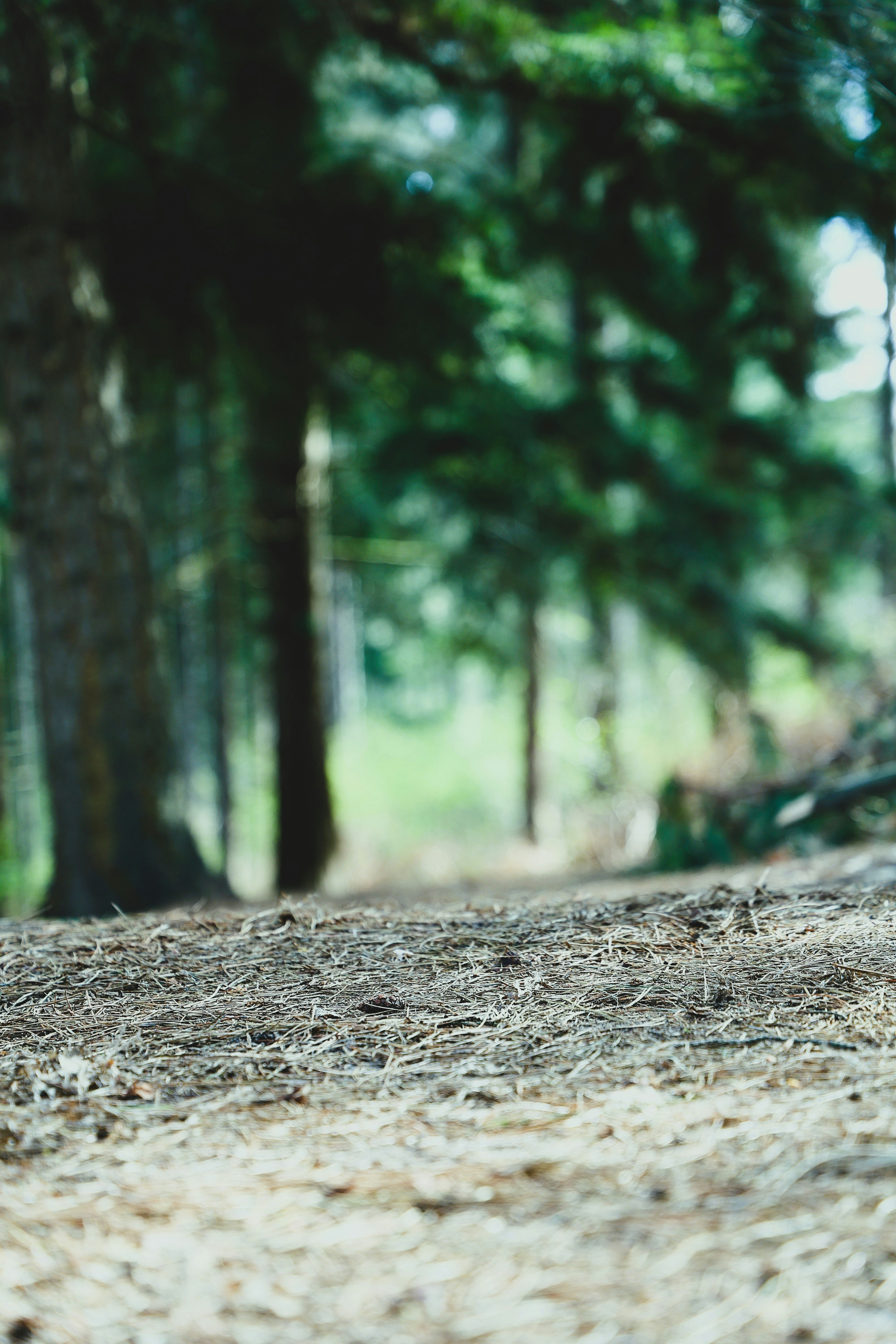A forest path covered in pine needles