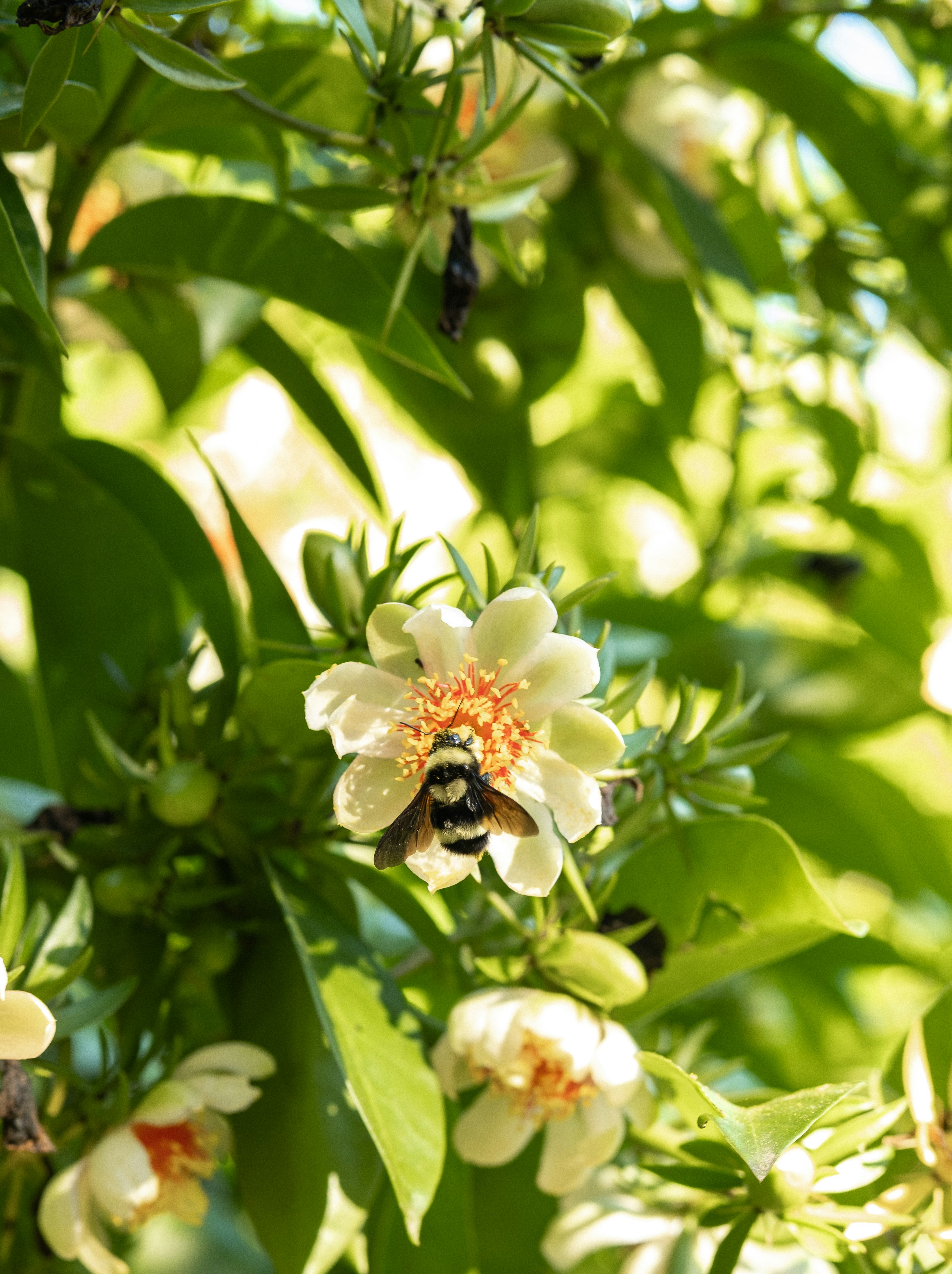 A bee pollinates a white flower on a tree.