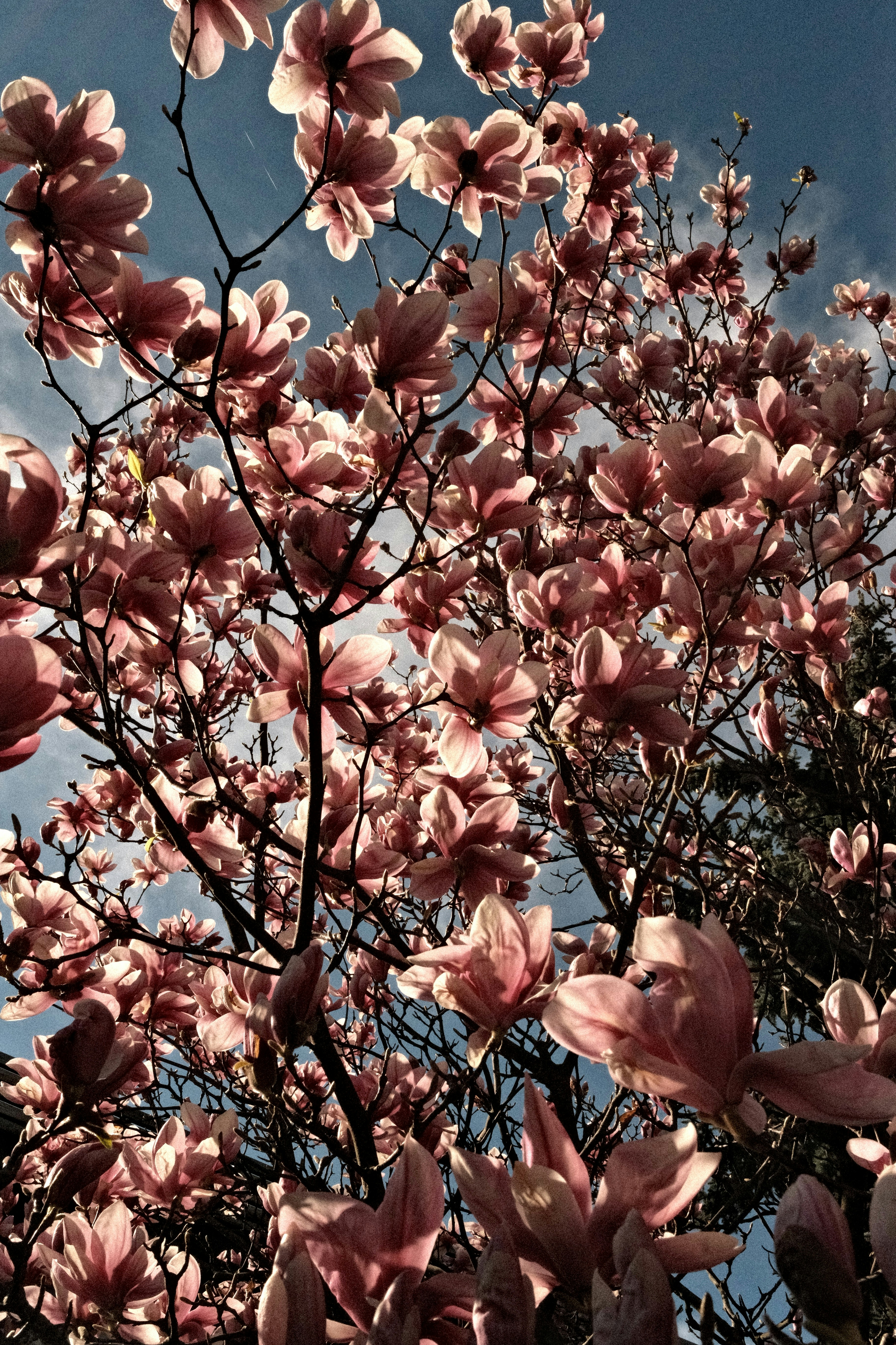 Pink magnolia blossoms against a bright blue sky.