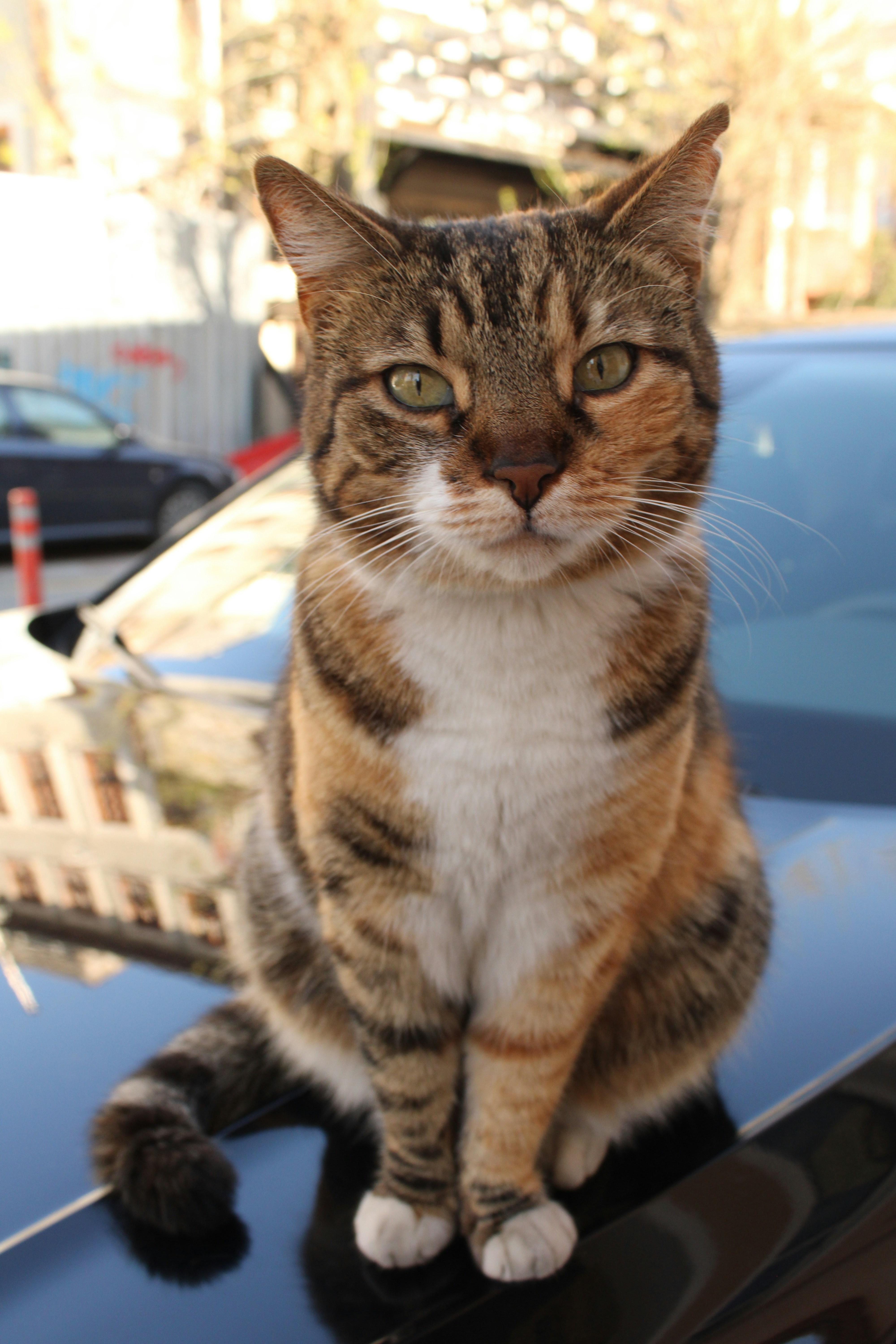 A brown tabby cat with white markings sitting on a black car hood