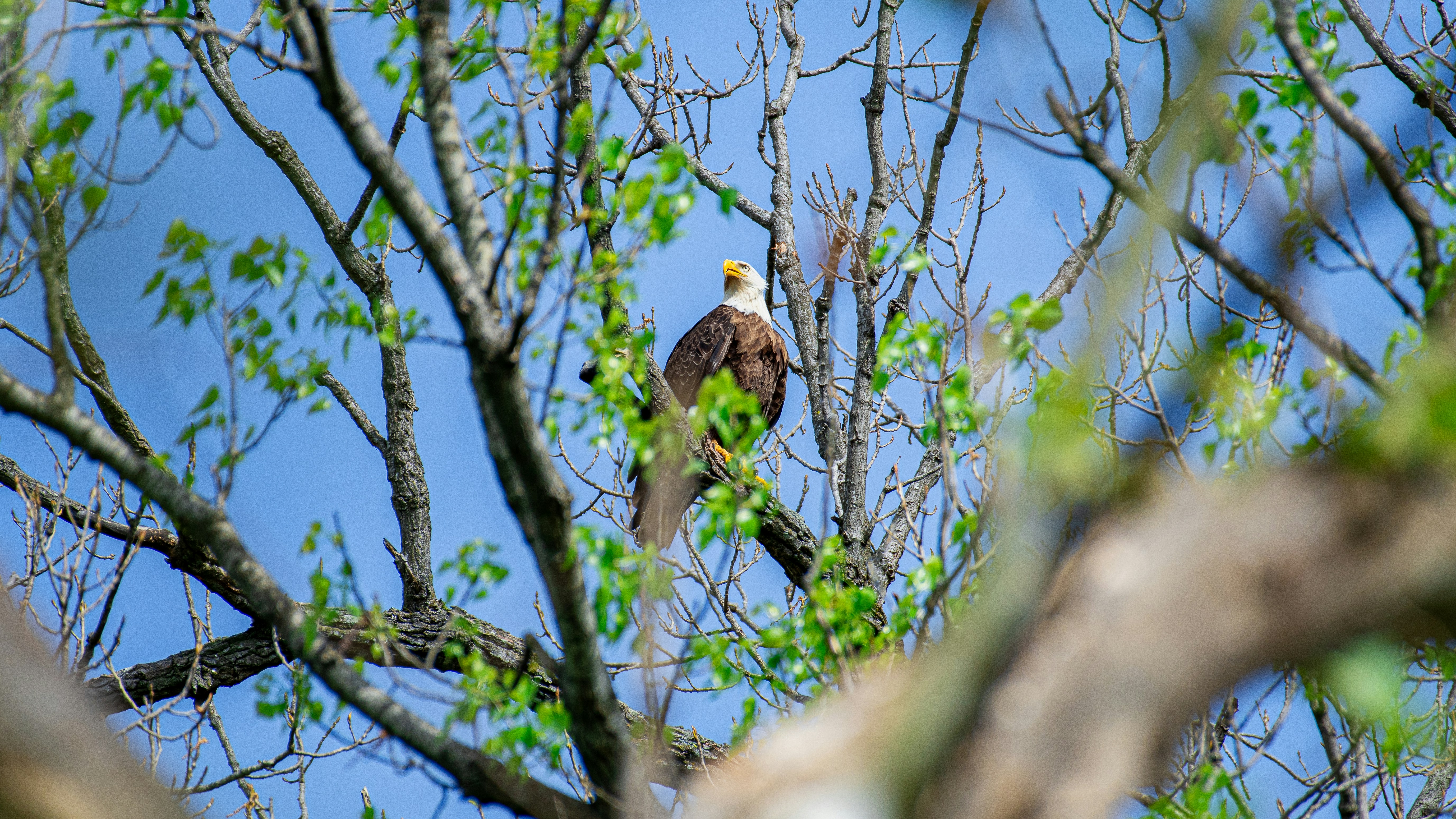 青空を背景に木の枝に止まる鷲