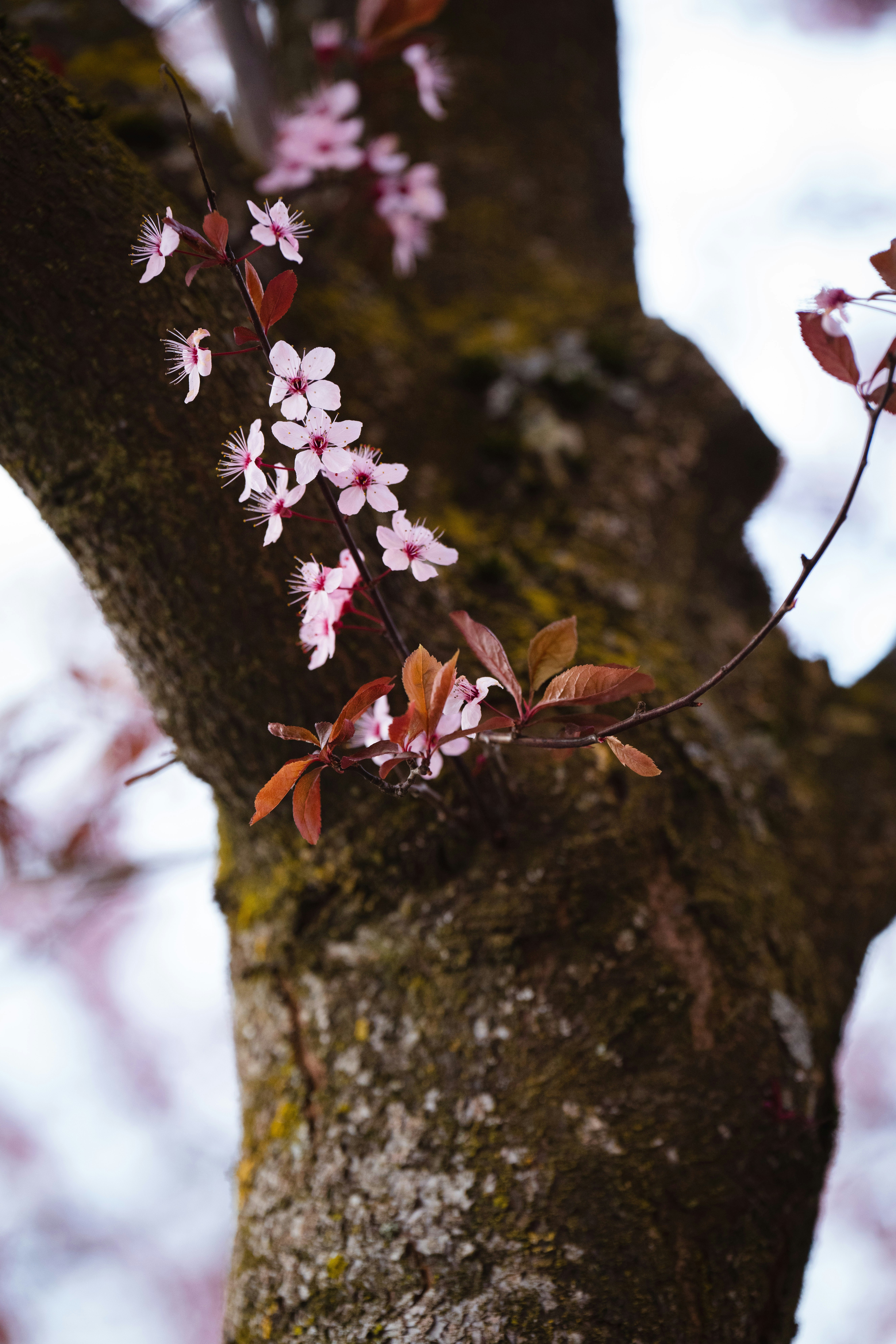 Photo by opohmelka