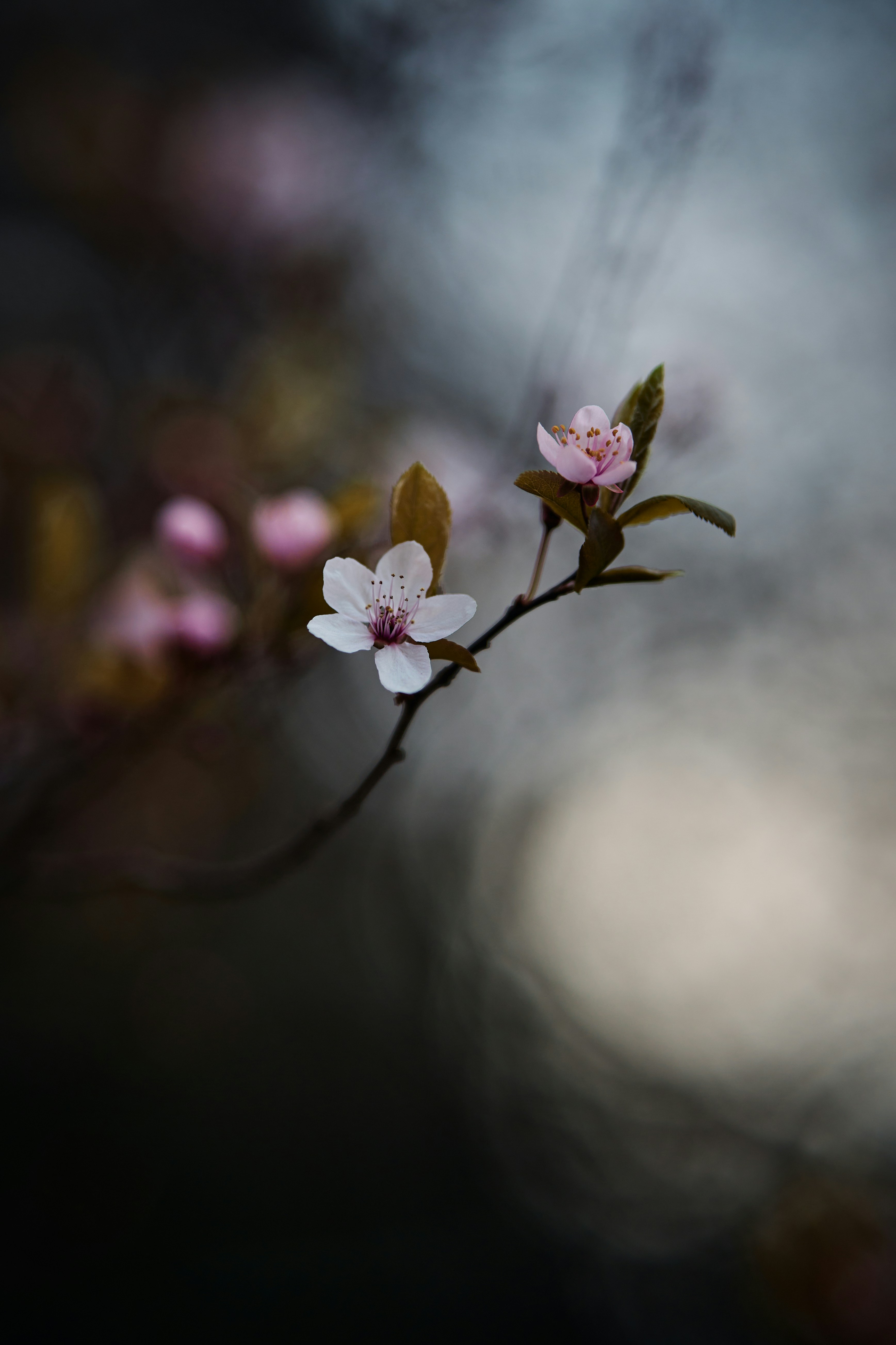 Photo by lukasz_rawa