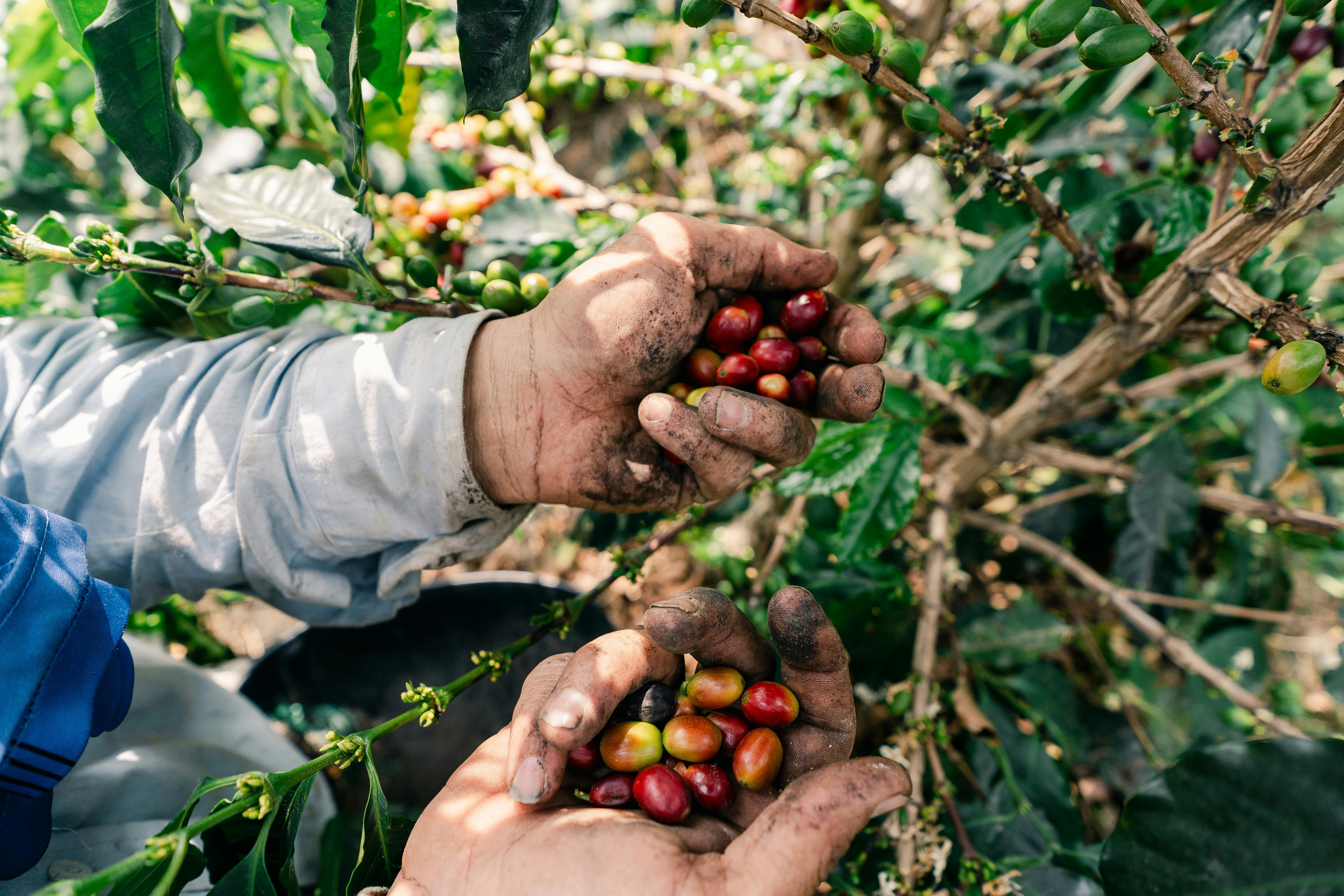 Hands harvesting ripe coffee cherries from a plant.
