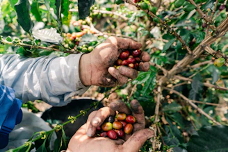 Hands harvesting ripe coffee cherries from a plant.
