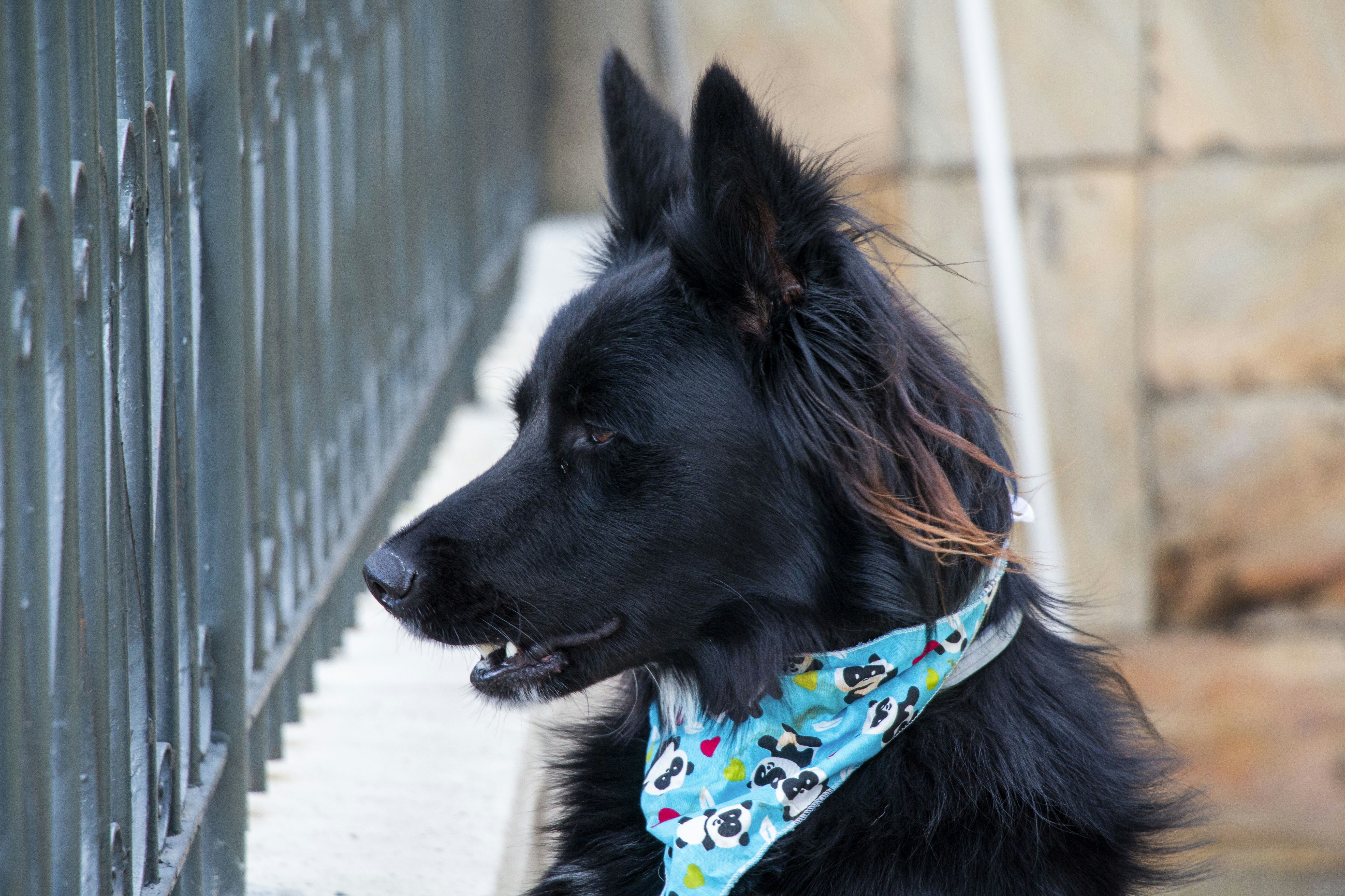 A black dog wearing a blue bandana looks left.