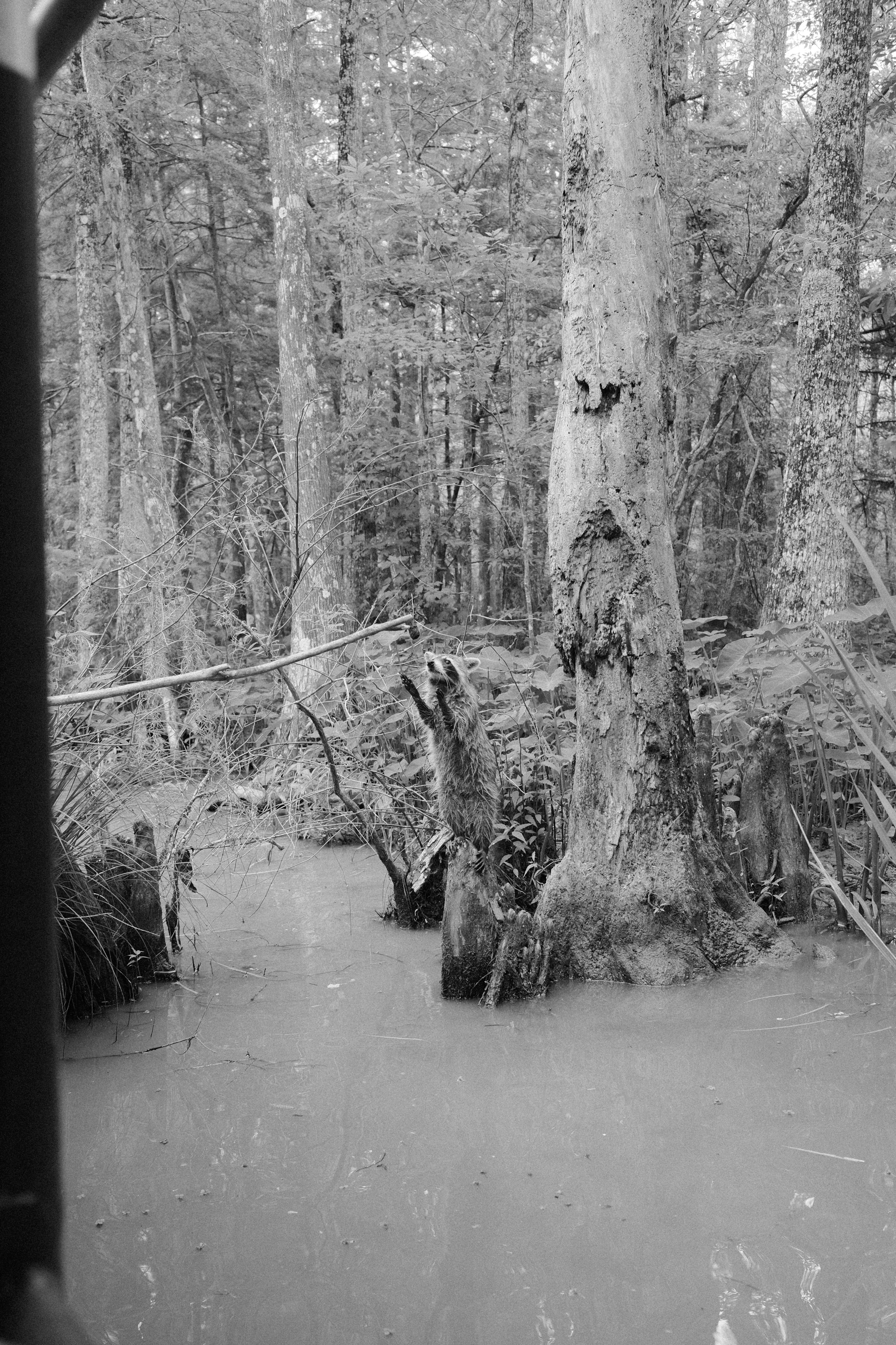 Un árbol espeluznante en un pantano turbio