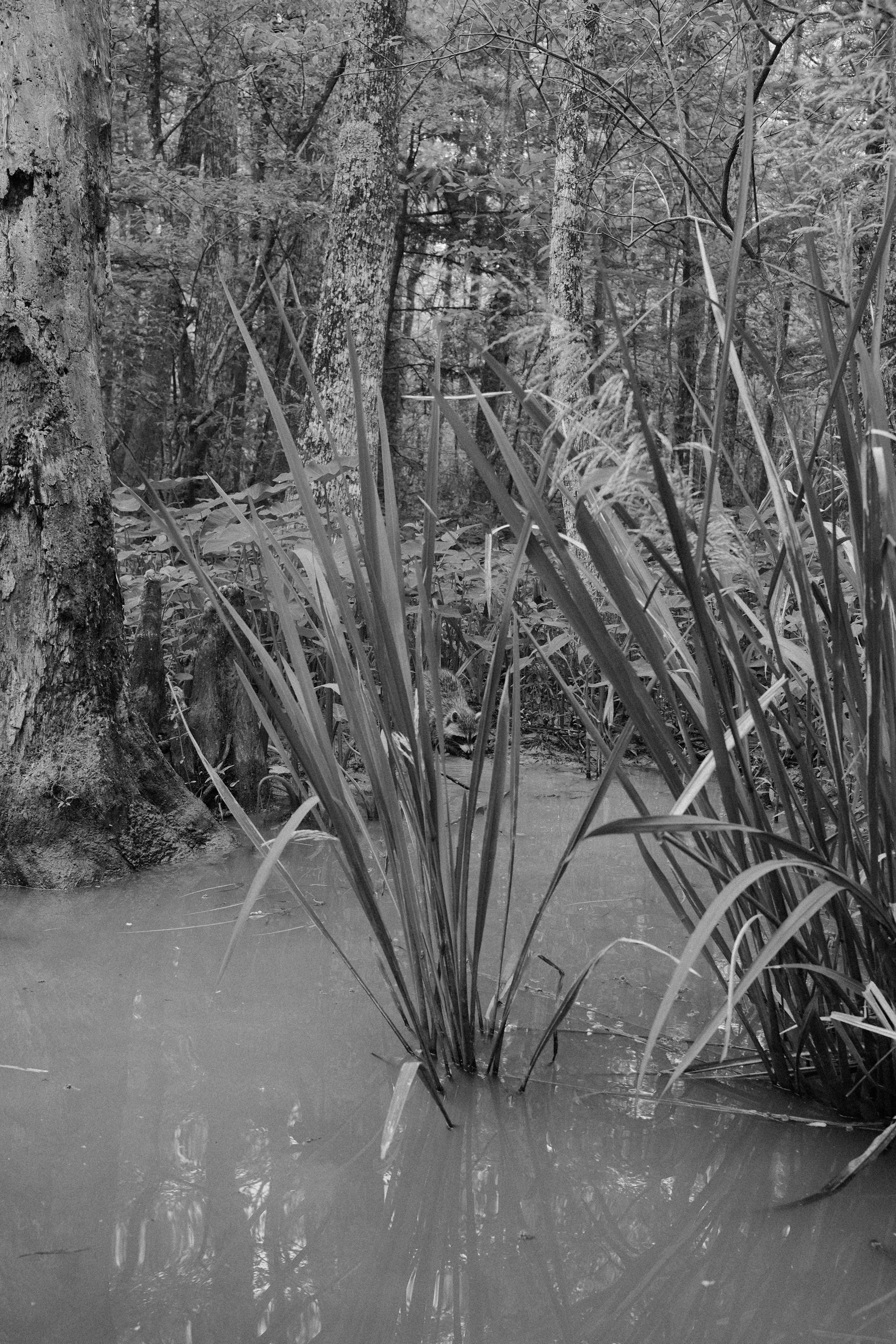 De hautes herbes poussent dans un marécage trouble.