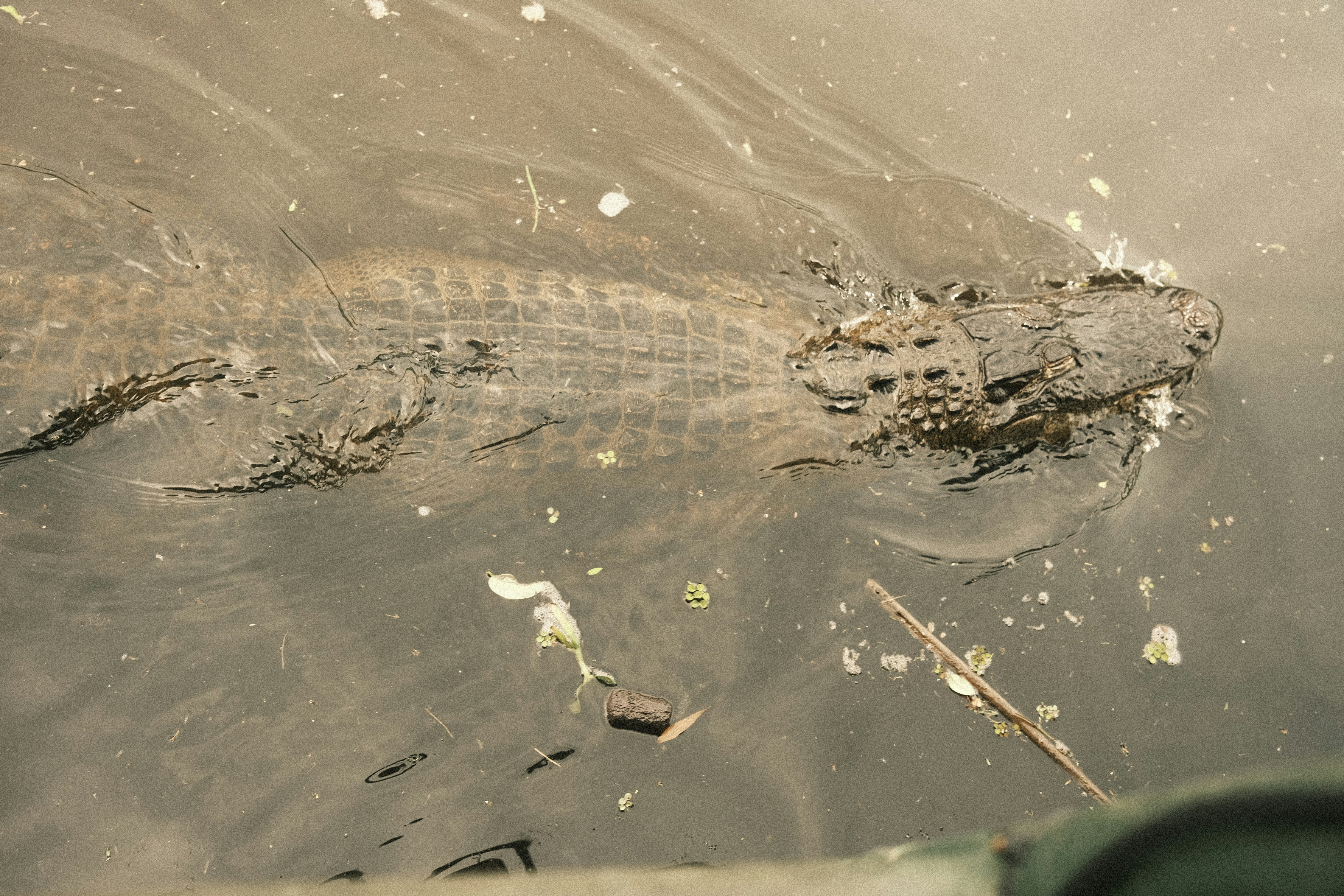 Un caimán nada en aguas turbias con escombros.