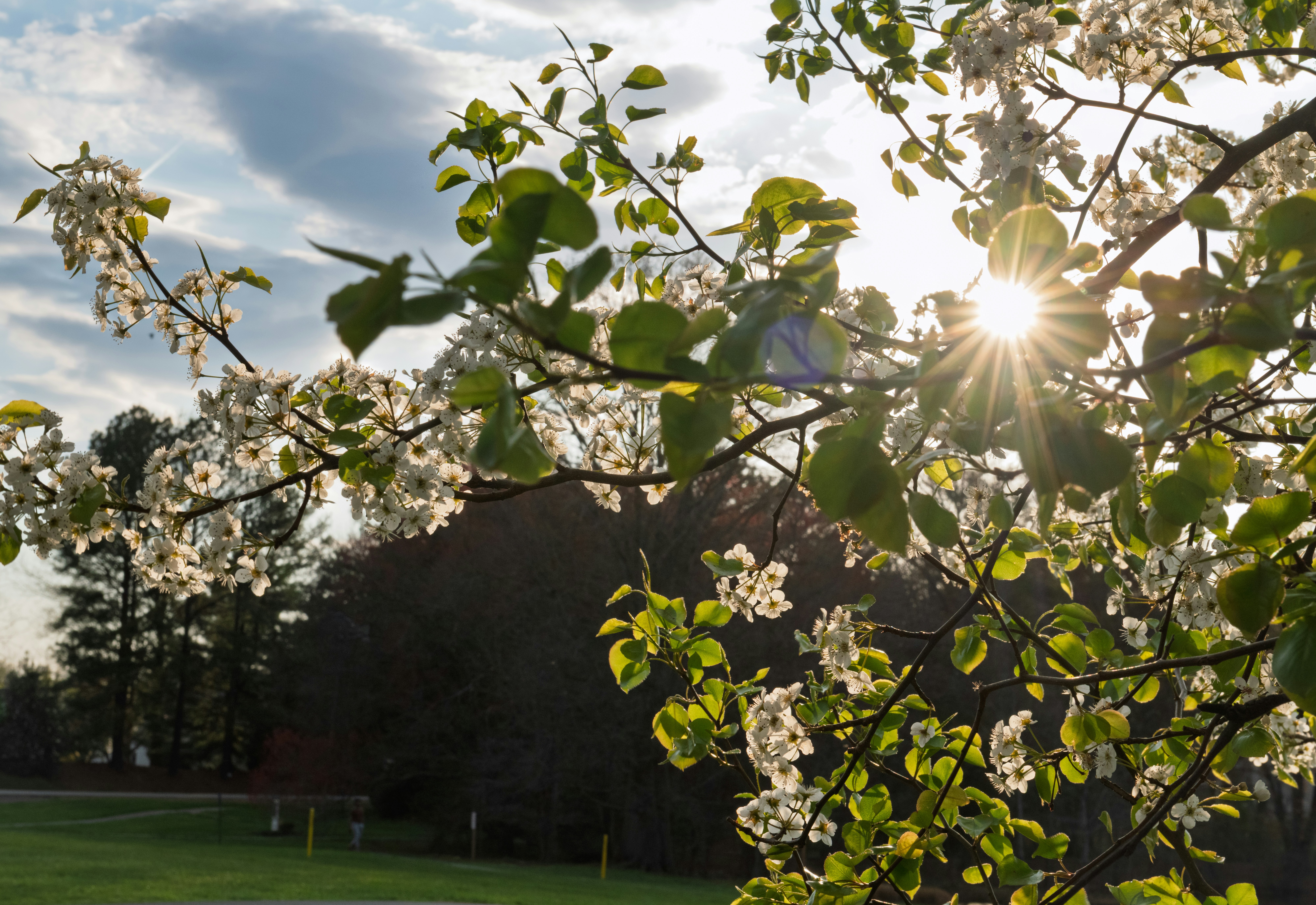 Sunlight shines through blooming tree branches.