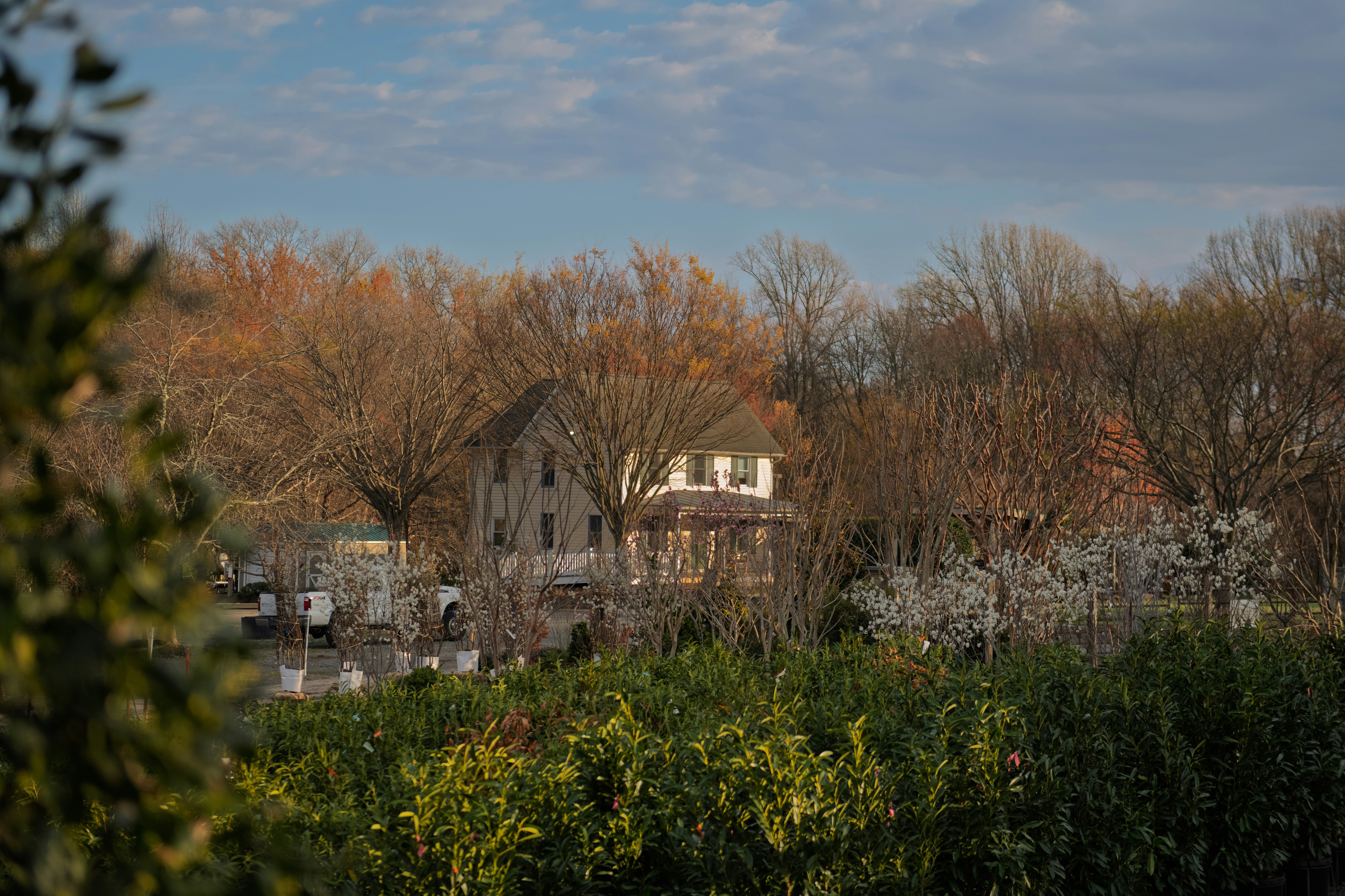 Houses nestled among trees with blooming flowers.