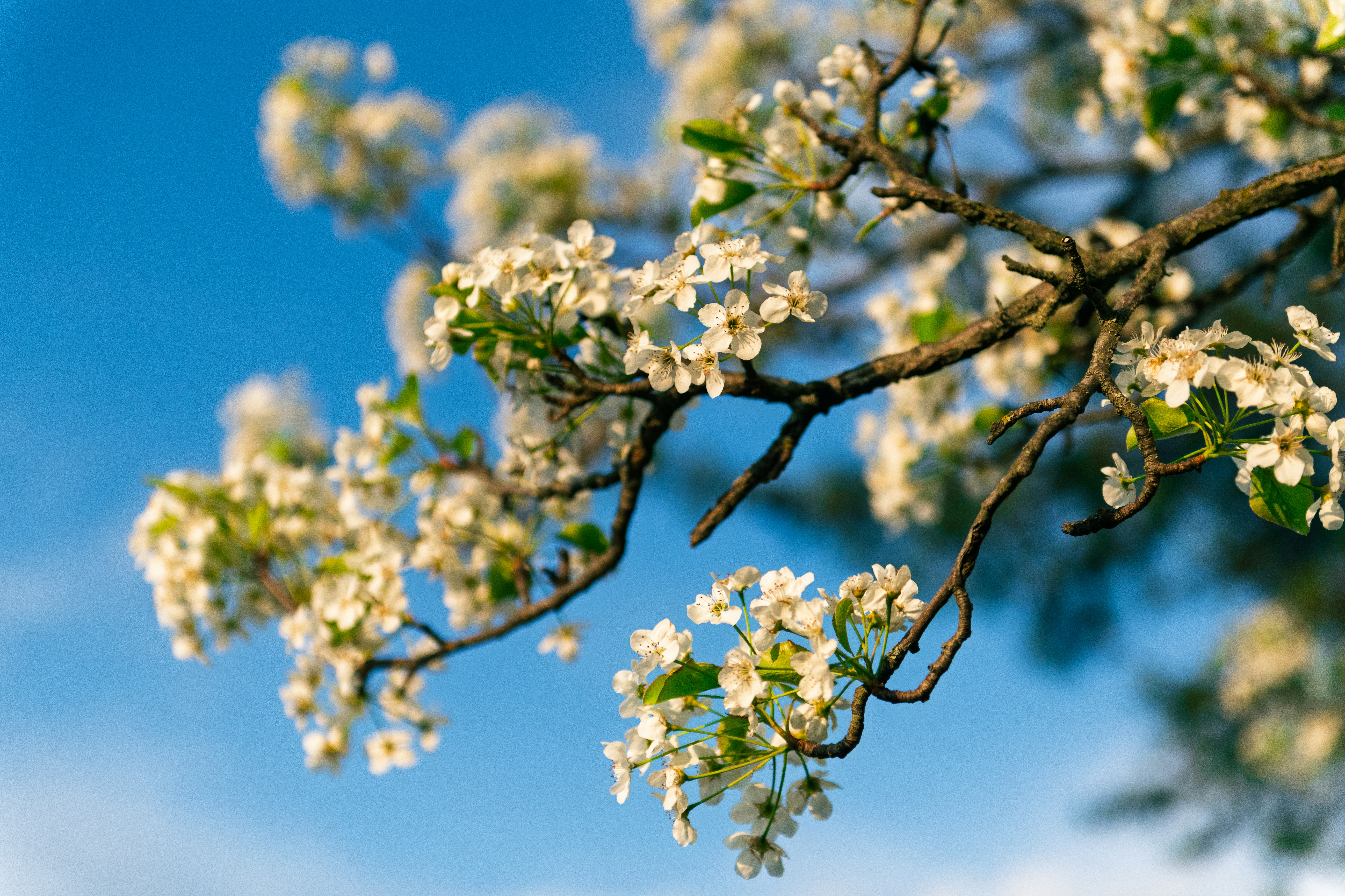 White blossoms on a tree branch against blue sky