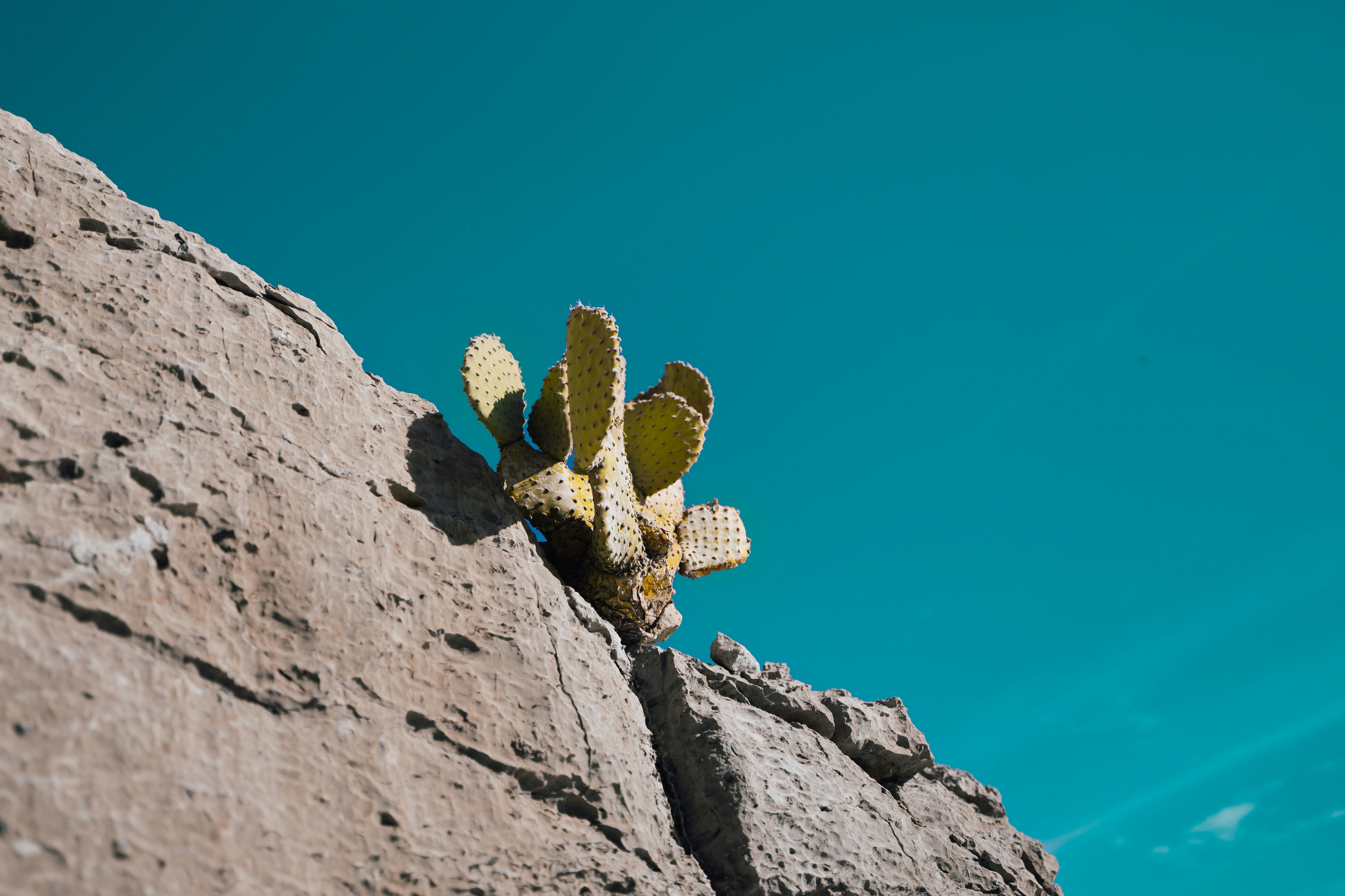 A prickly pear cactus grows on a rocky cliff.