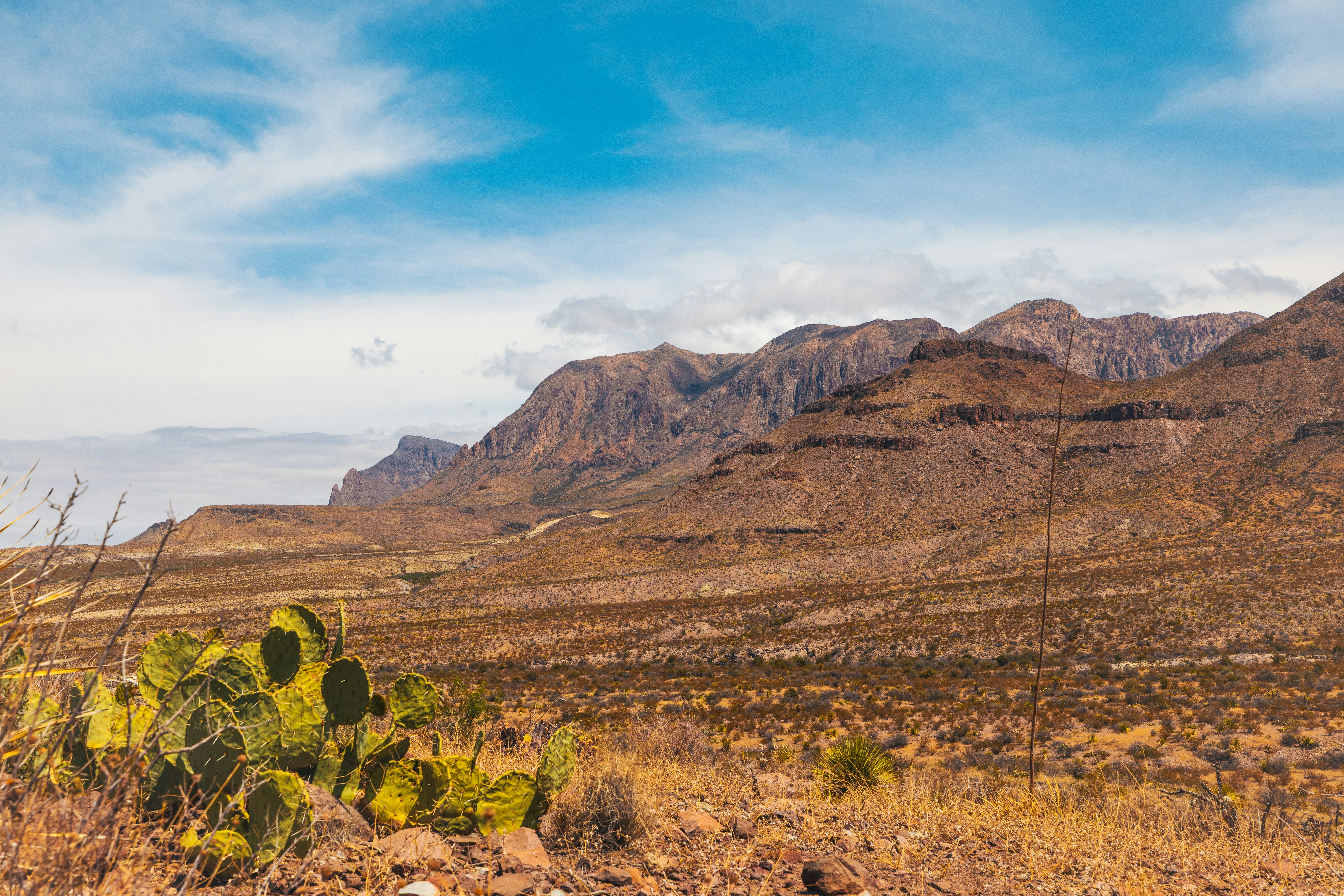 Desert landscape with mountains and cactus undergrowth