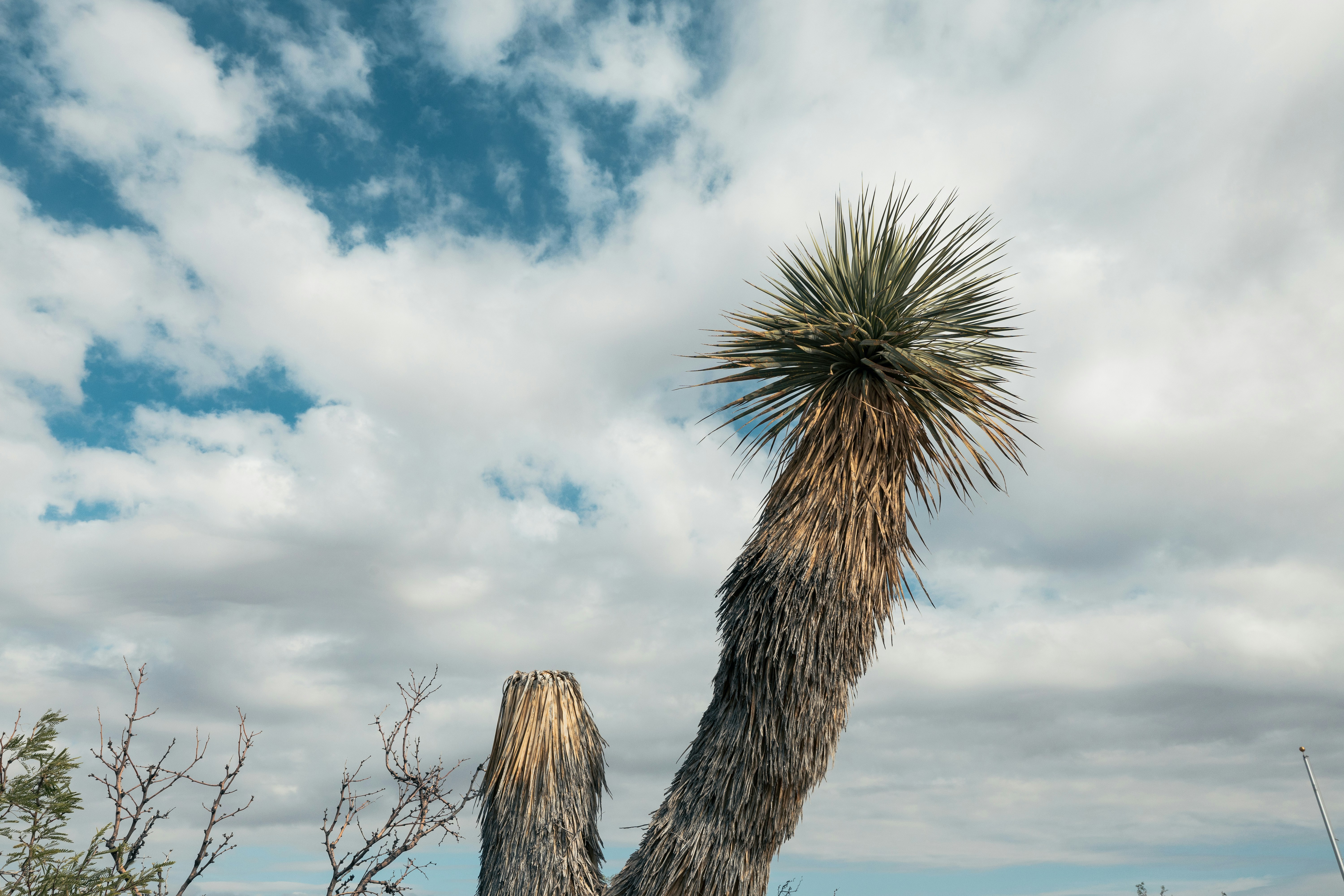 A solitary joshua tree against a cloudy sky