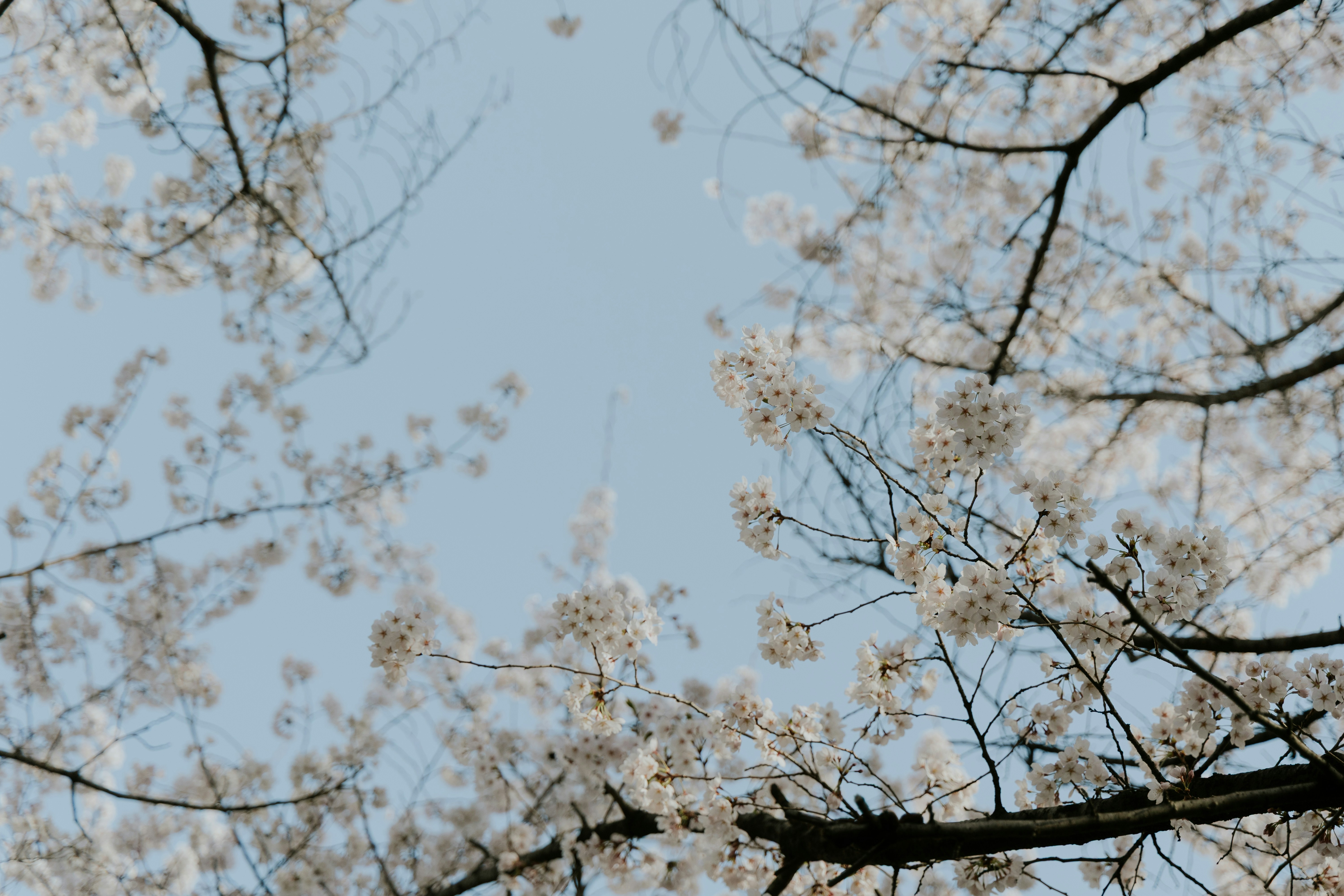 Cherry blossoms bloom against a clear blue sky.