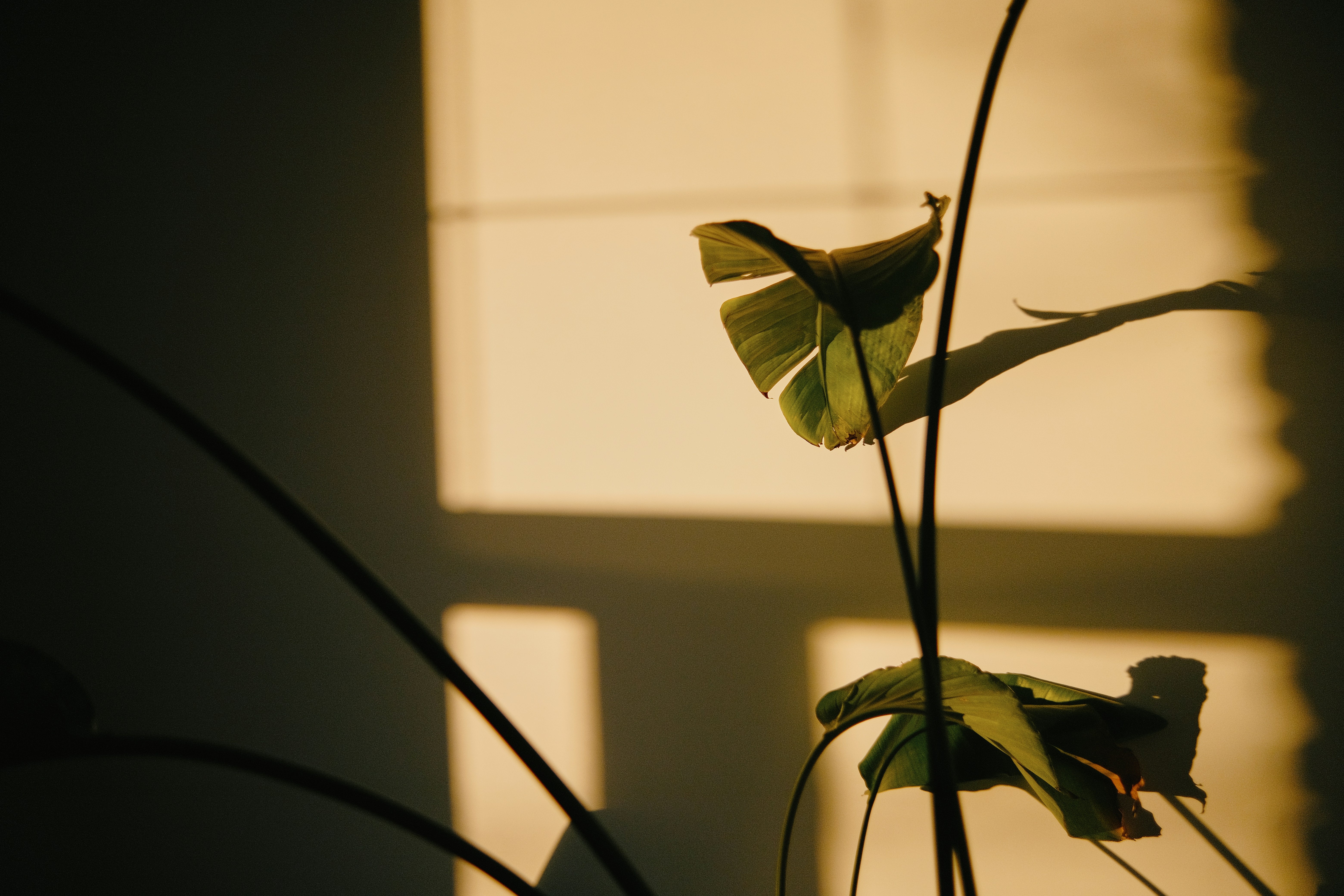 Photo by tobolenkoph